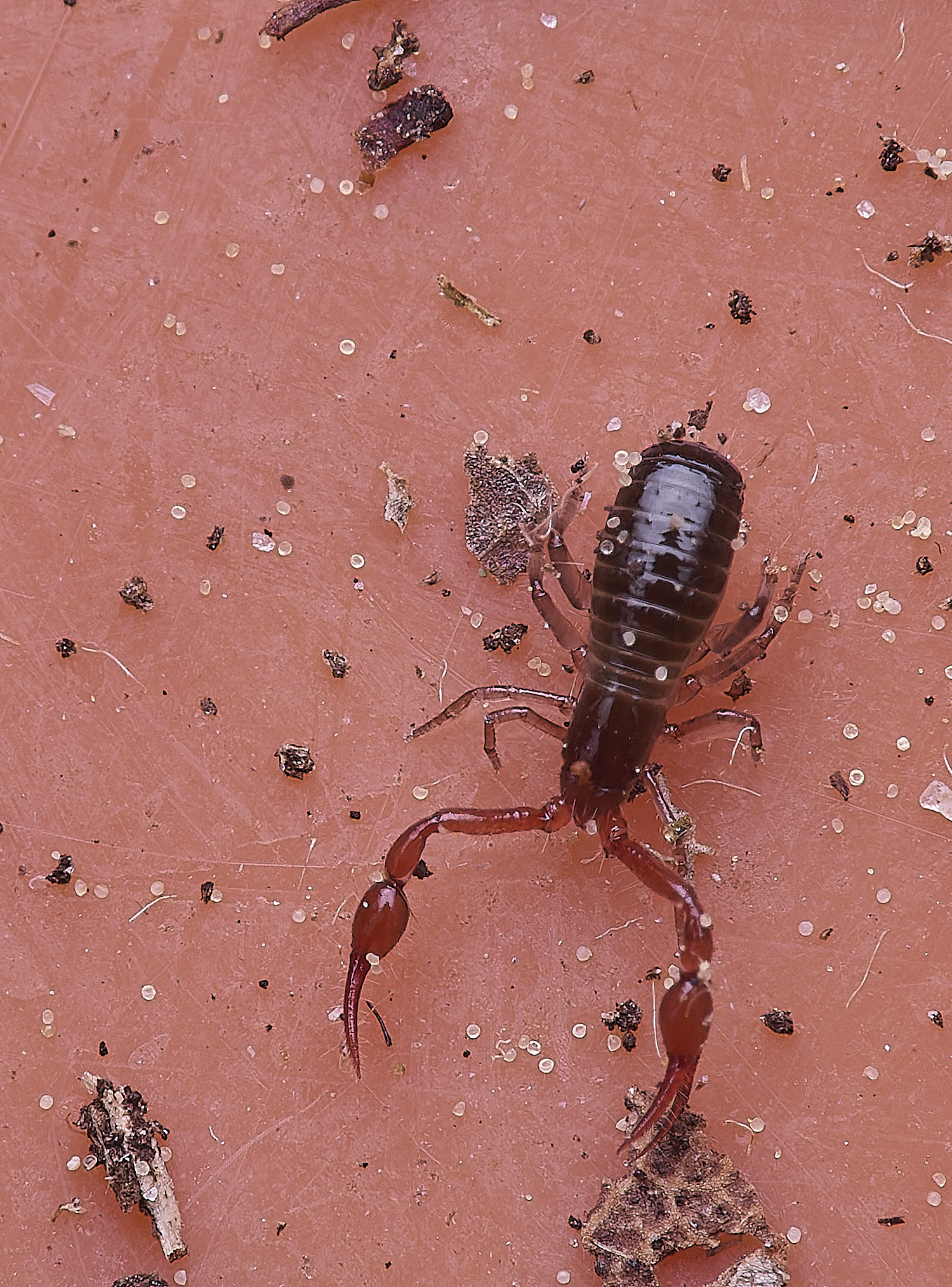 LynfordChelifer190425-3