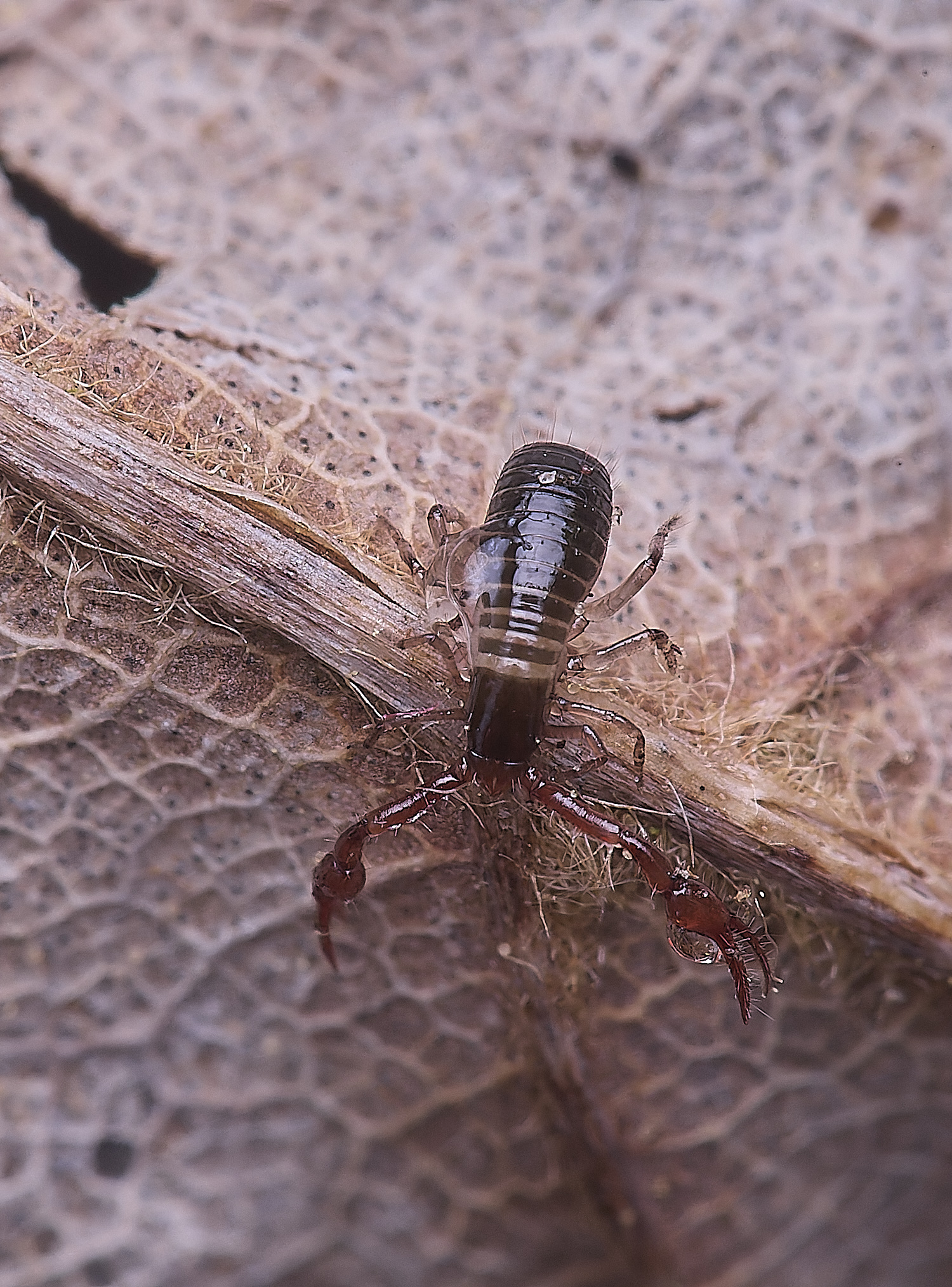 LynfordChelifer190425-4