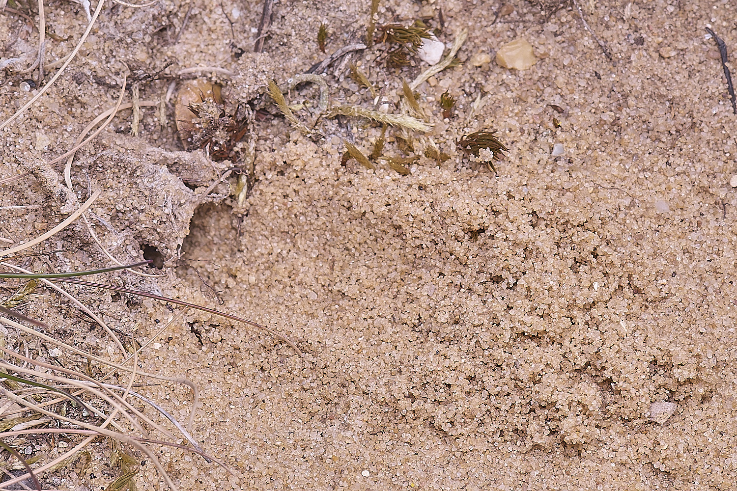 LynfordColletes140425-1