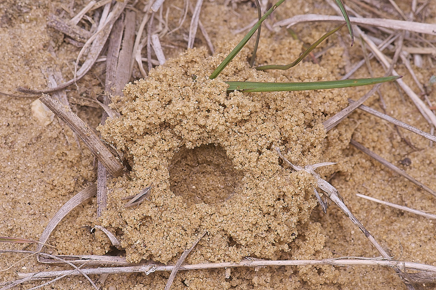 LynfordColletes140425-10