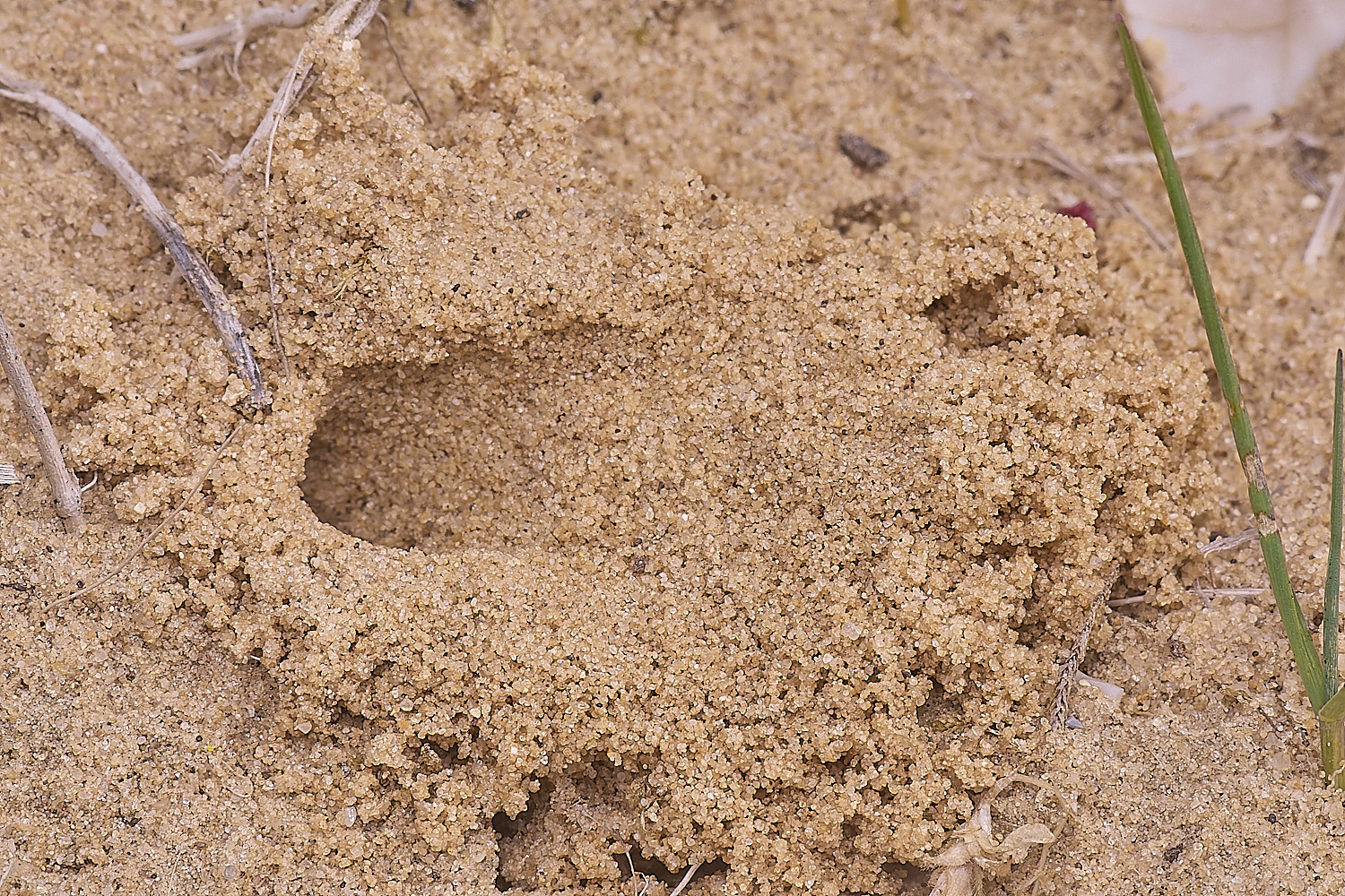 LynfordColletes140425-11