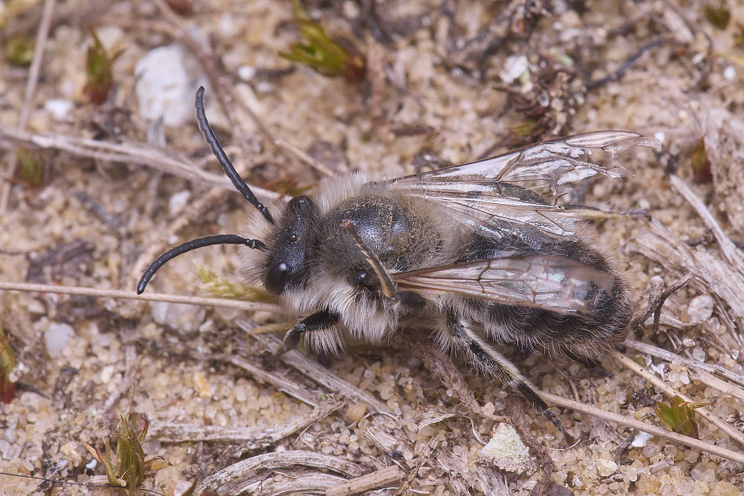 LynfordColletes140425-12 1