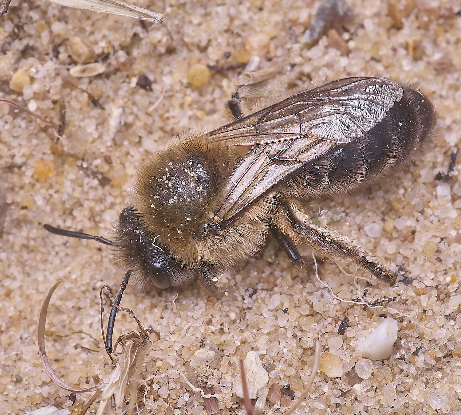 LynfordColletes140425-13