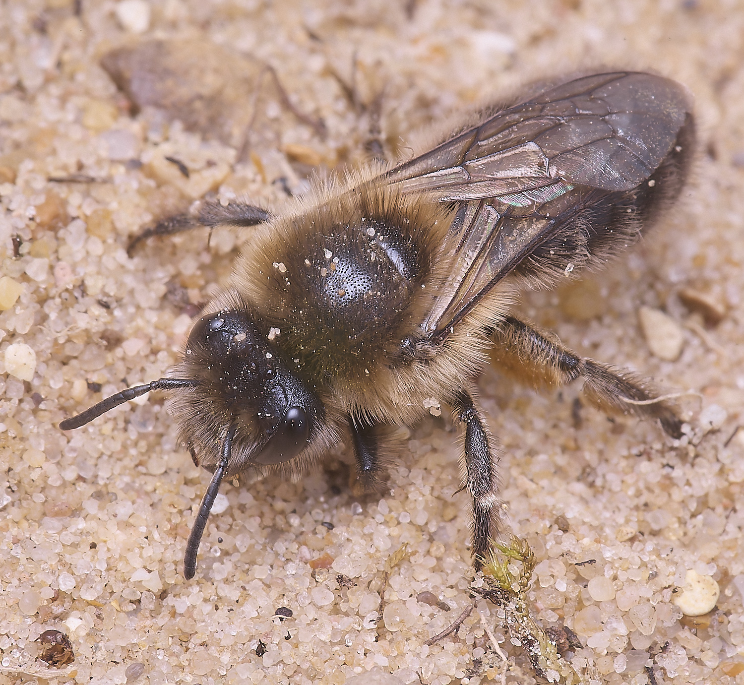 LynfordColletes140425-14