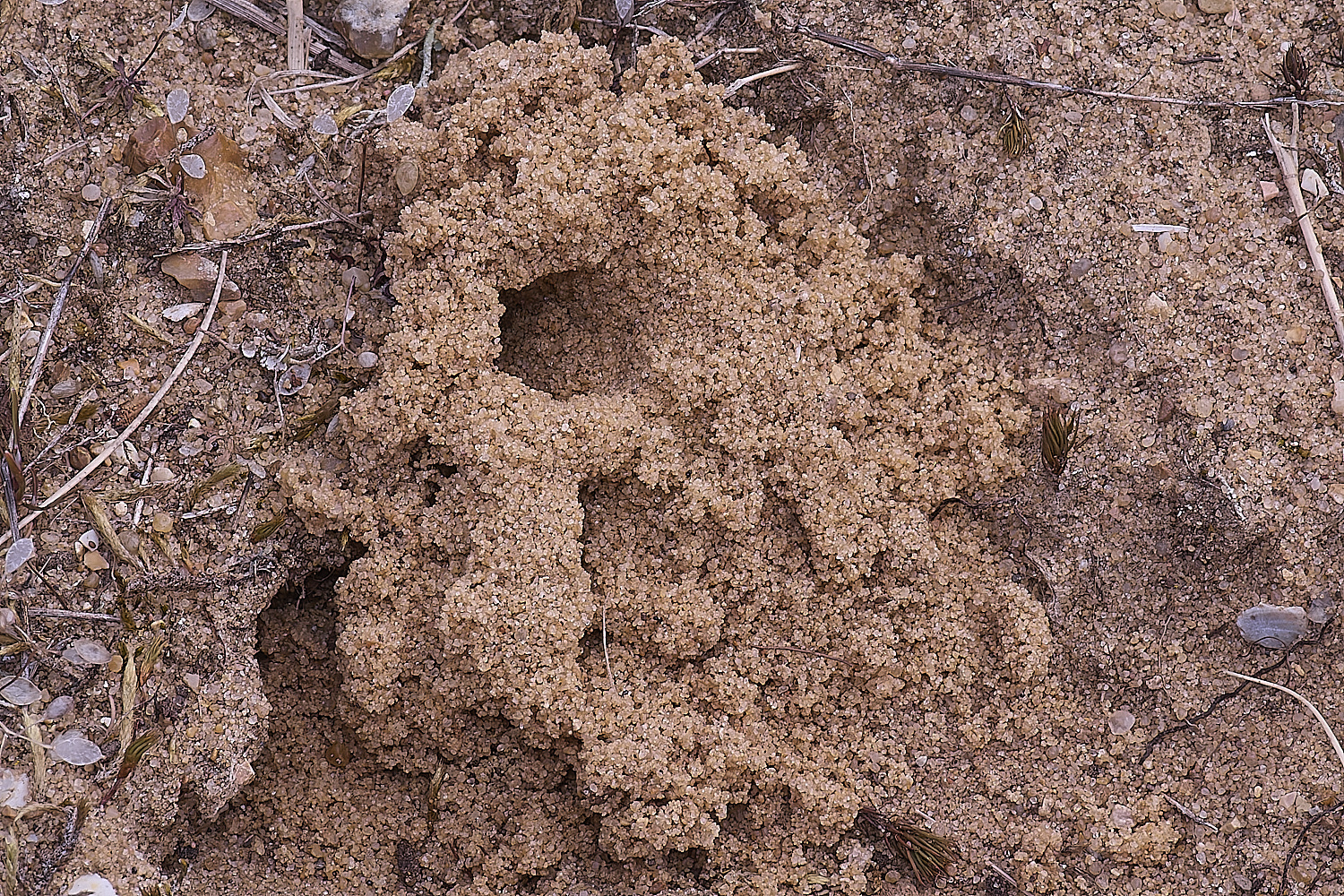 LynfordColletes140425-2