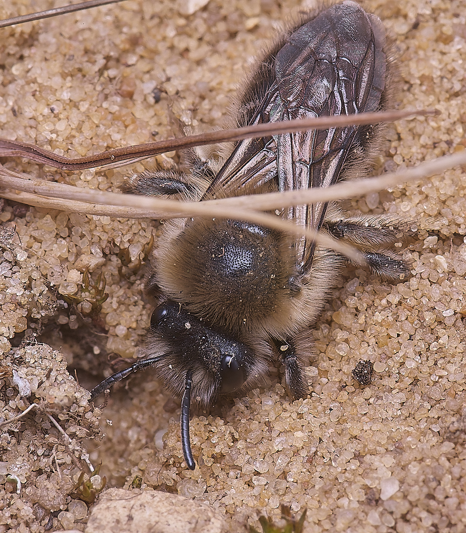 LynfordColletes140425-3