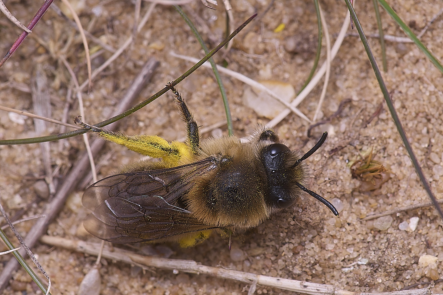 LynfordColletes140425-4