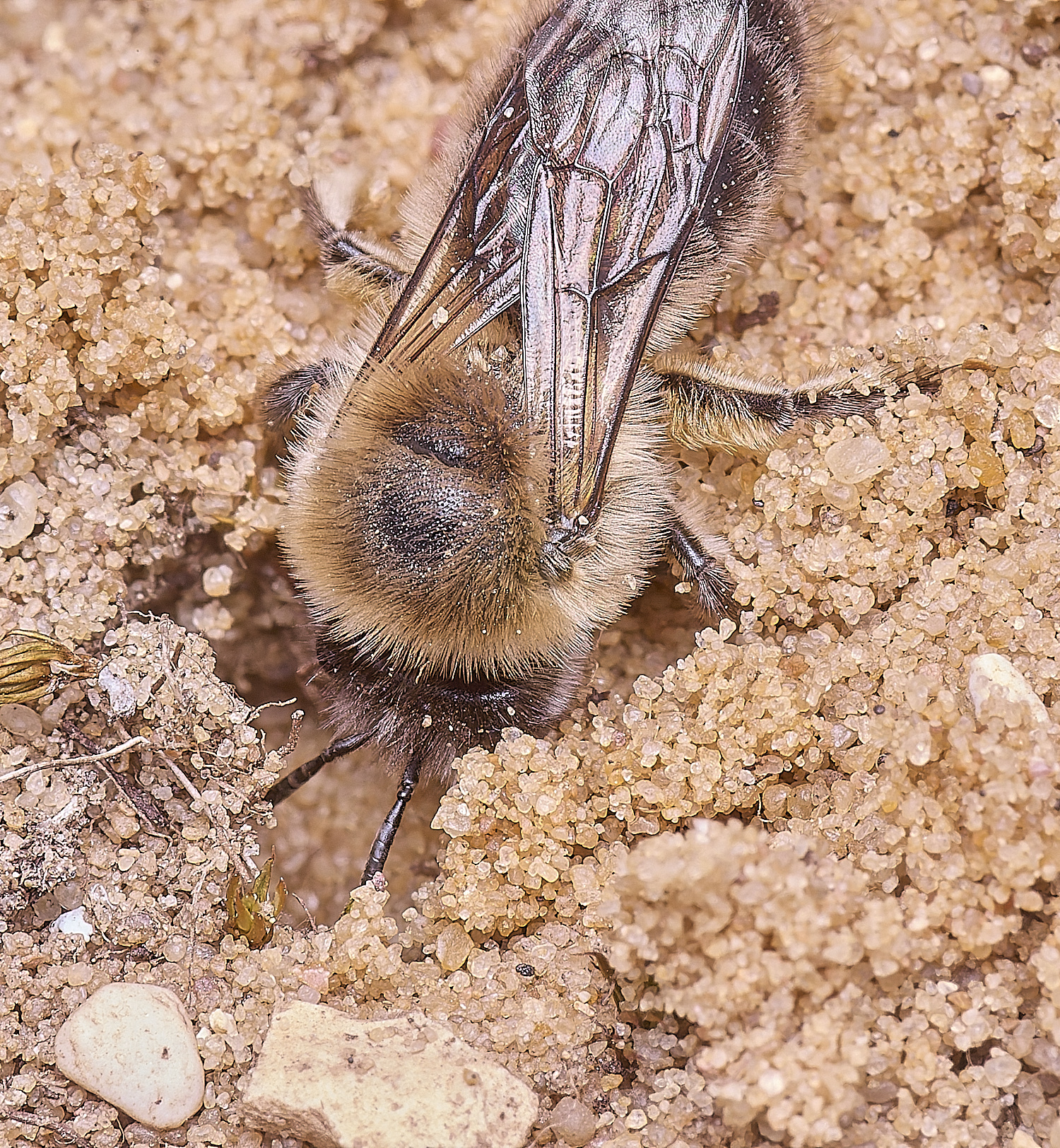 LynfordColletes140425-5