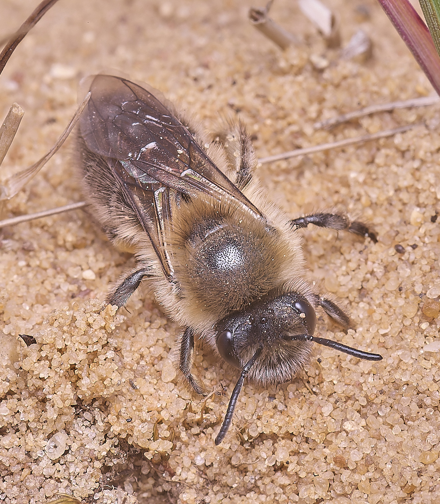 LynfordColletes140425-7