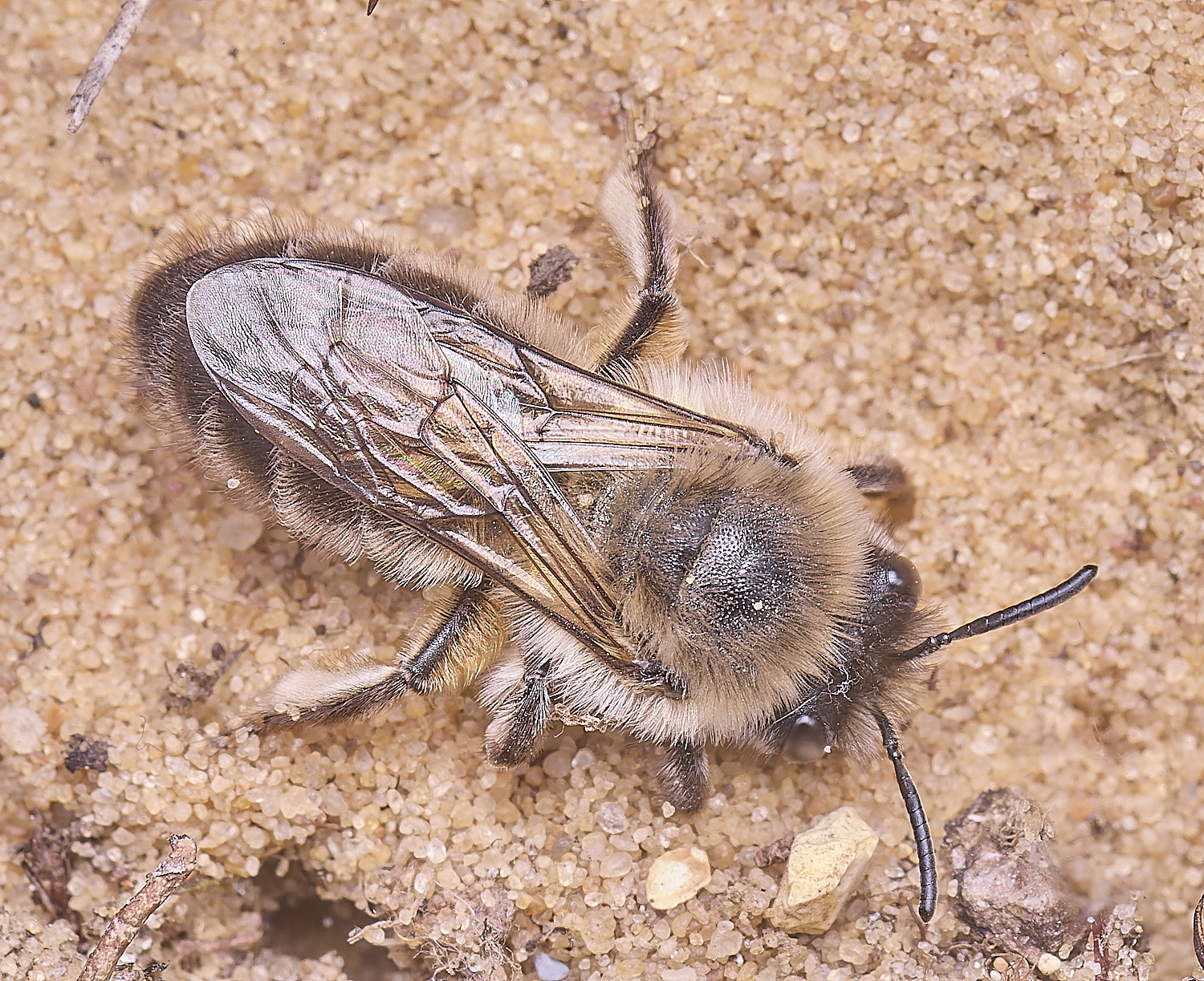 LynfordColletes140425-8