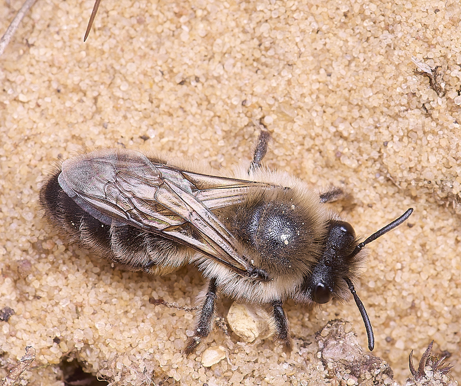 LynfordColletes140425-9