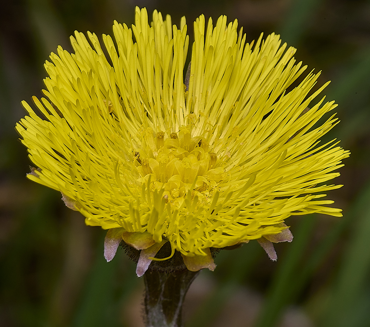 LynfordColtsfoot190425-1