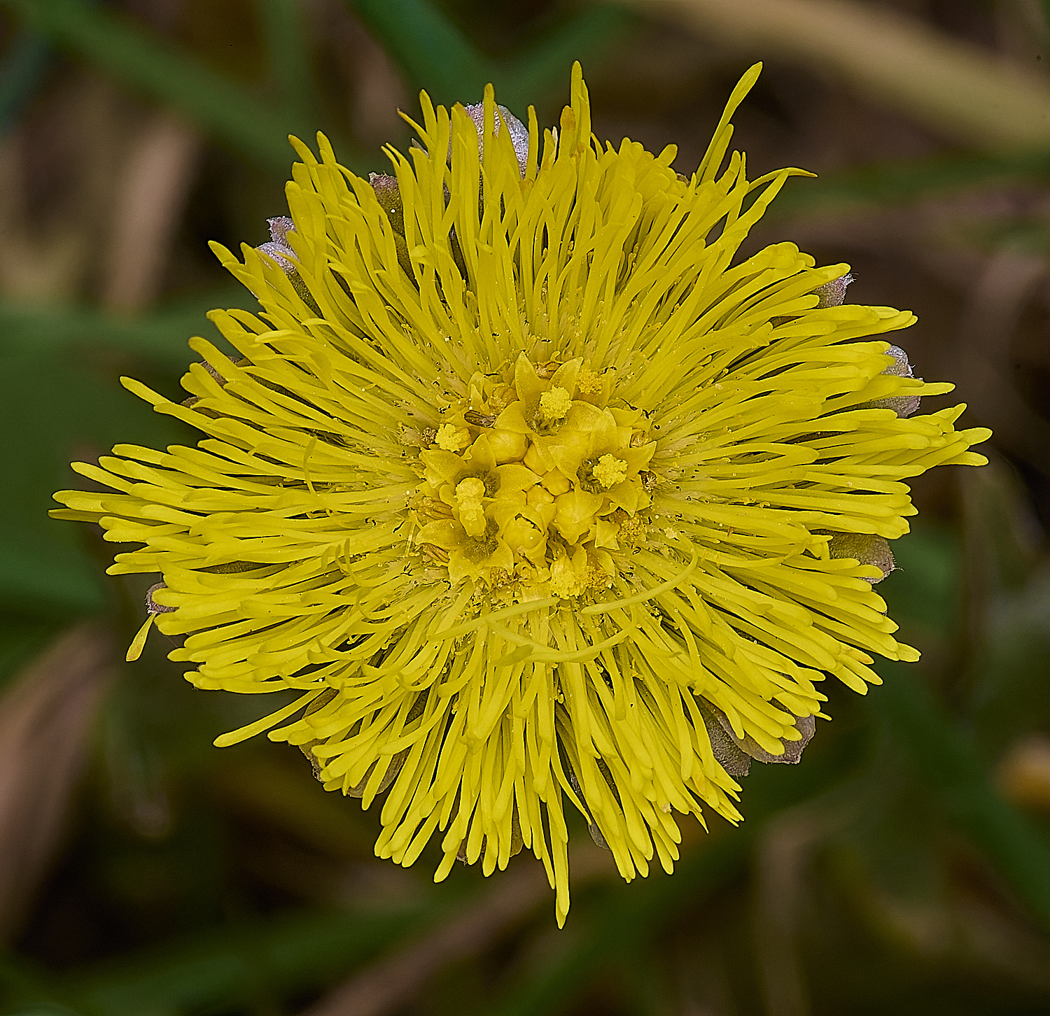 LynfordColtsfoot190425-2