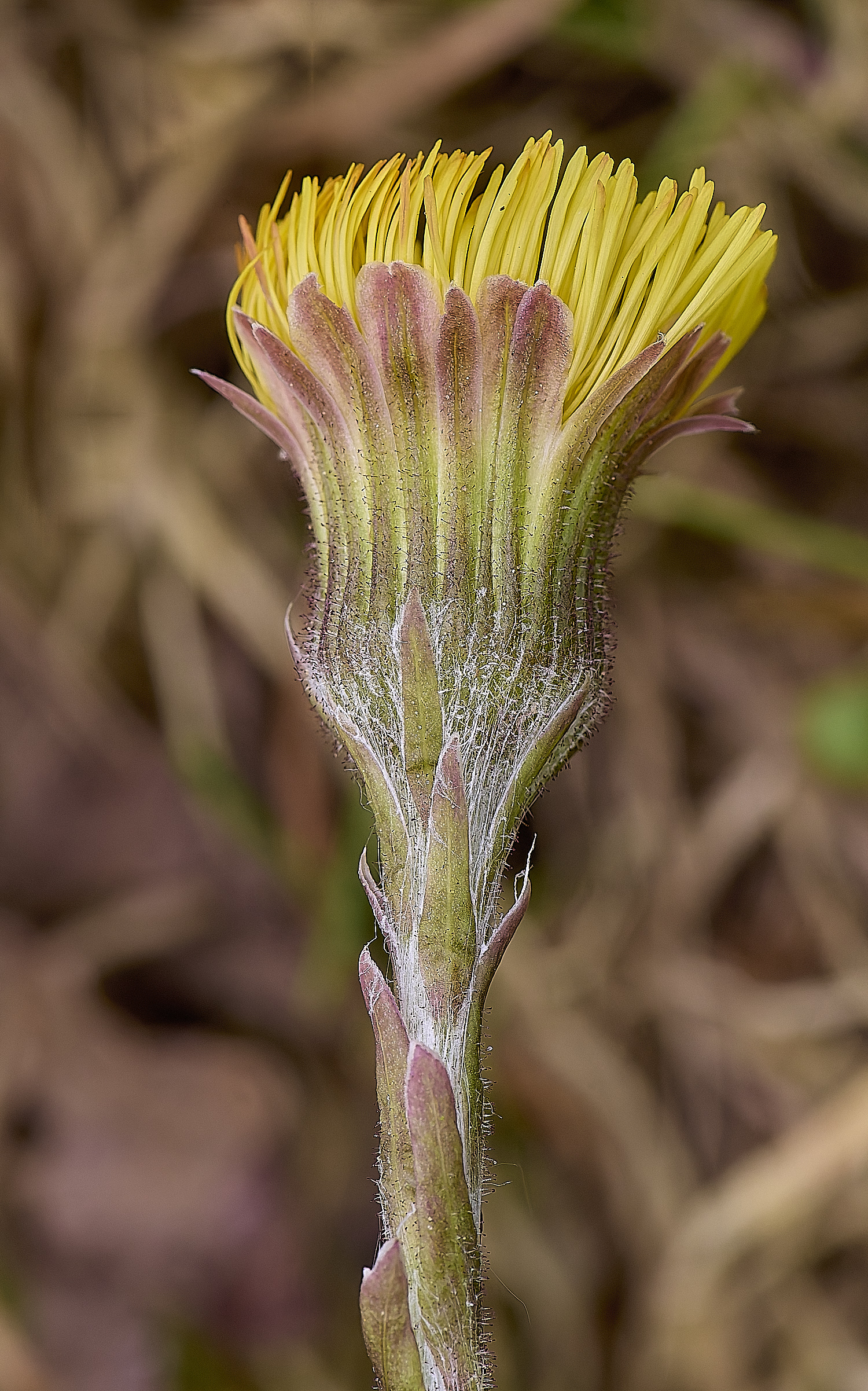 LynfordColtsfoot190425-3