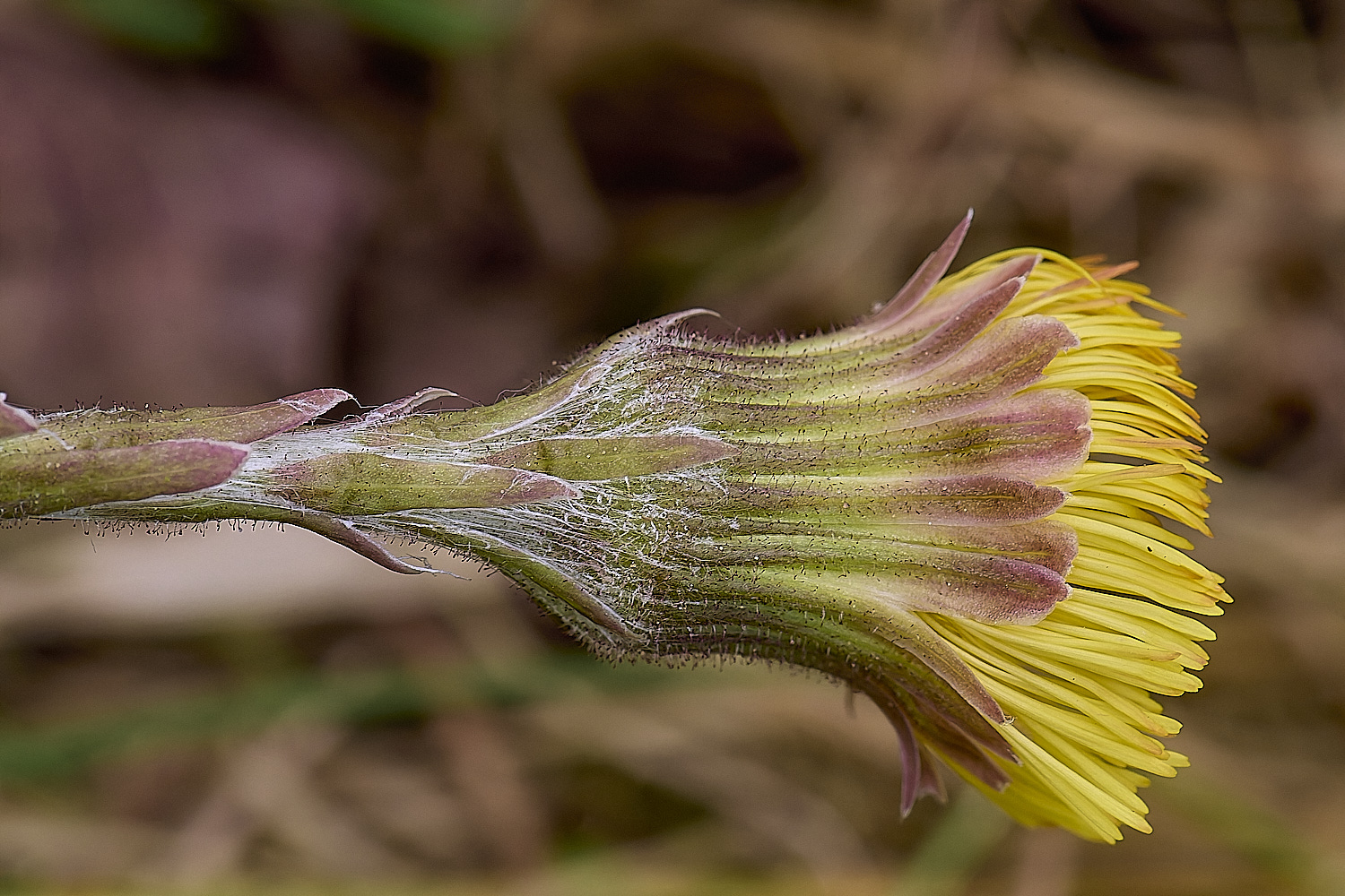LynfordColtsfoot190425-4