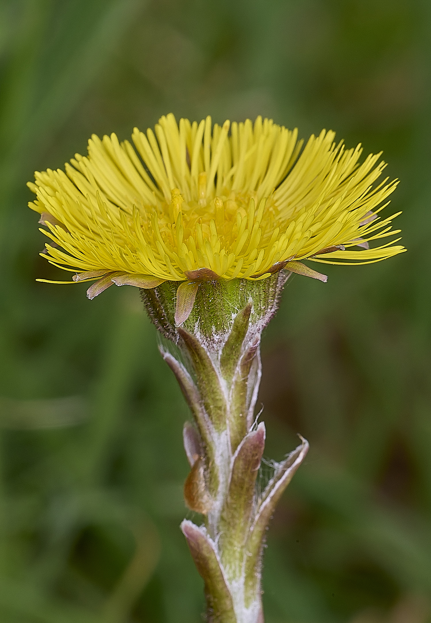 LynfordColtsfoot190425-5