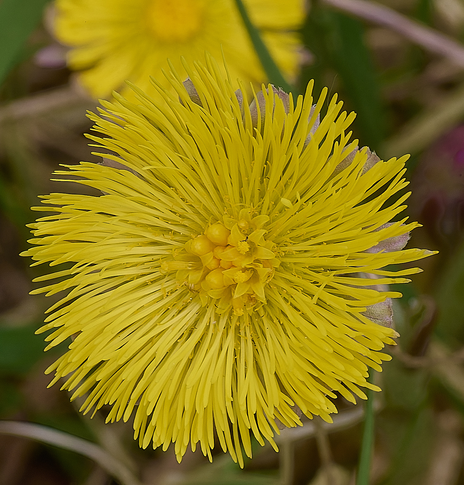 LynfordColtsfoot190425-6