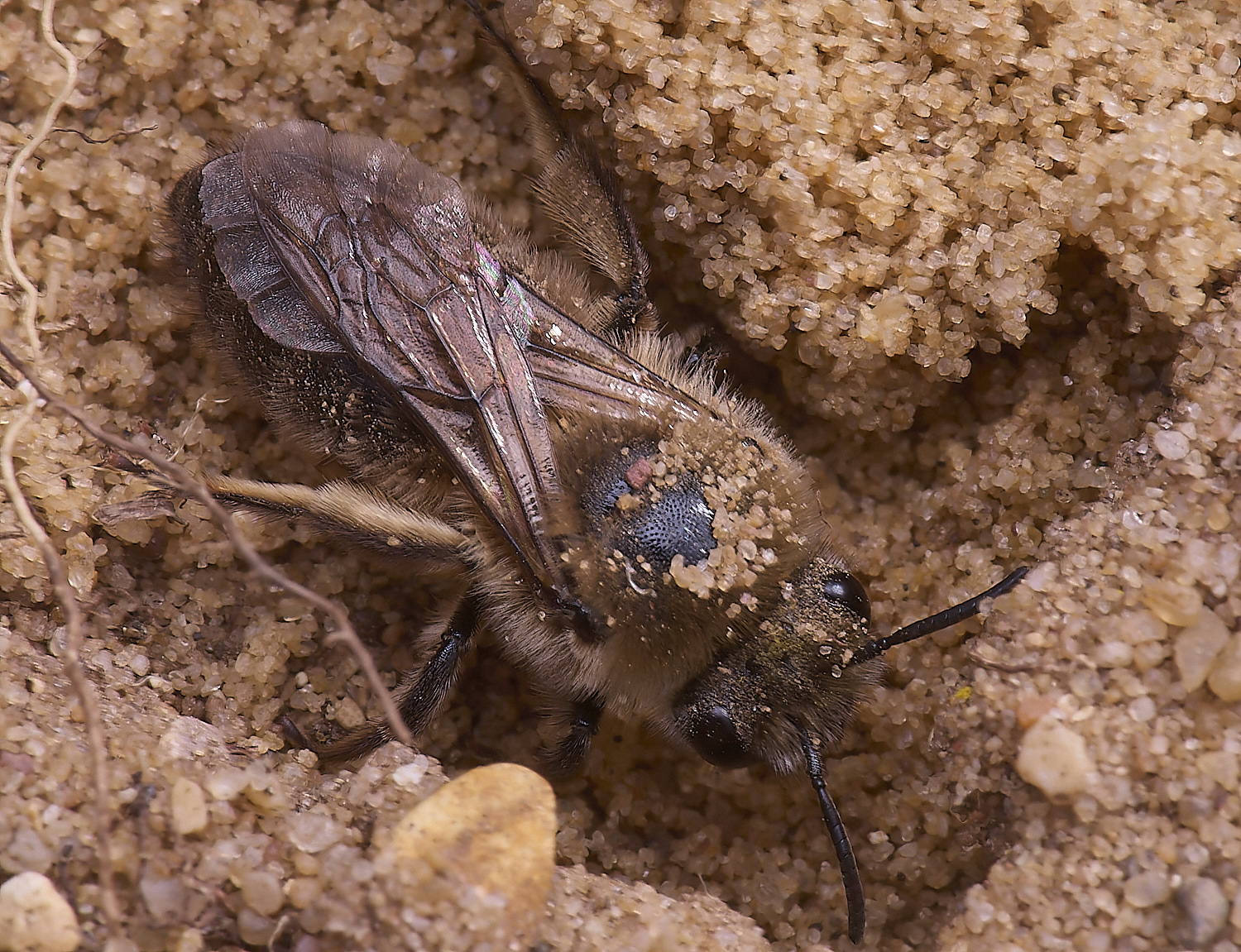 LynfordEarlyColletes190425-1