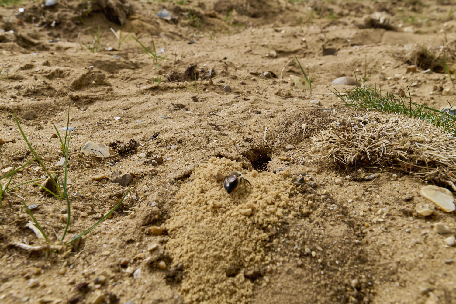 LynfordEarlyColletes190425-10 1