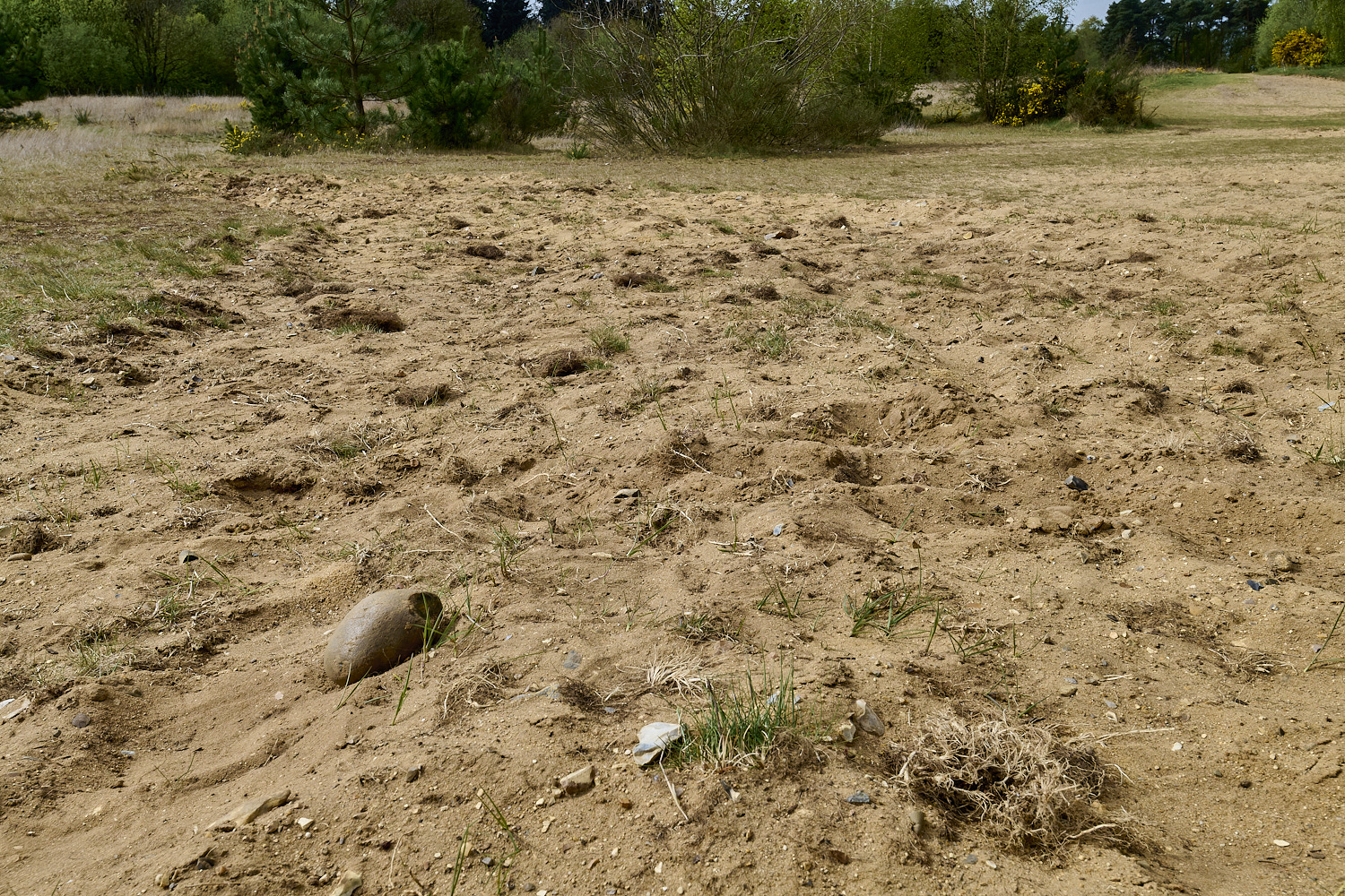 LynfordEarlyColletes190425-11 1