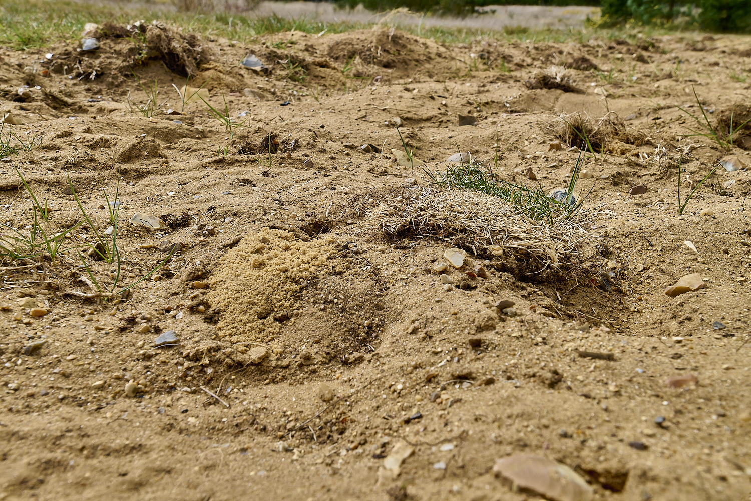 LynfordEarlyColletes190425-12 1