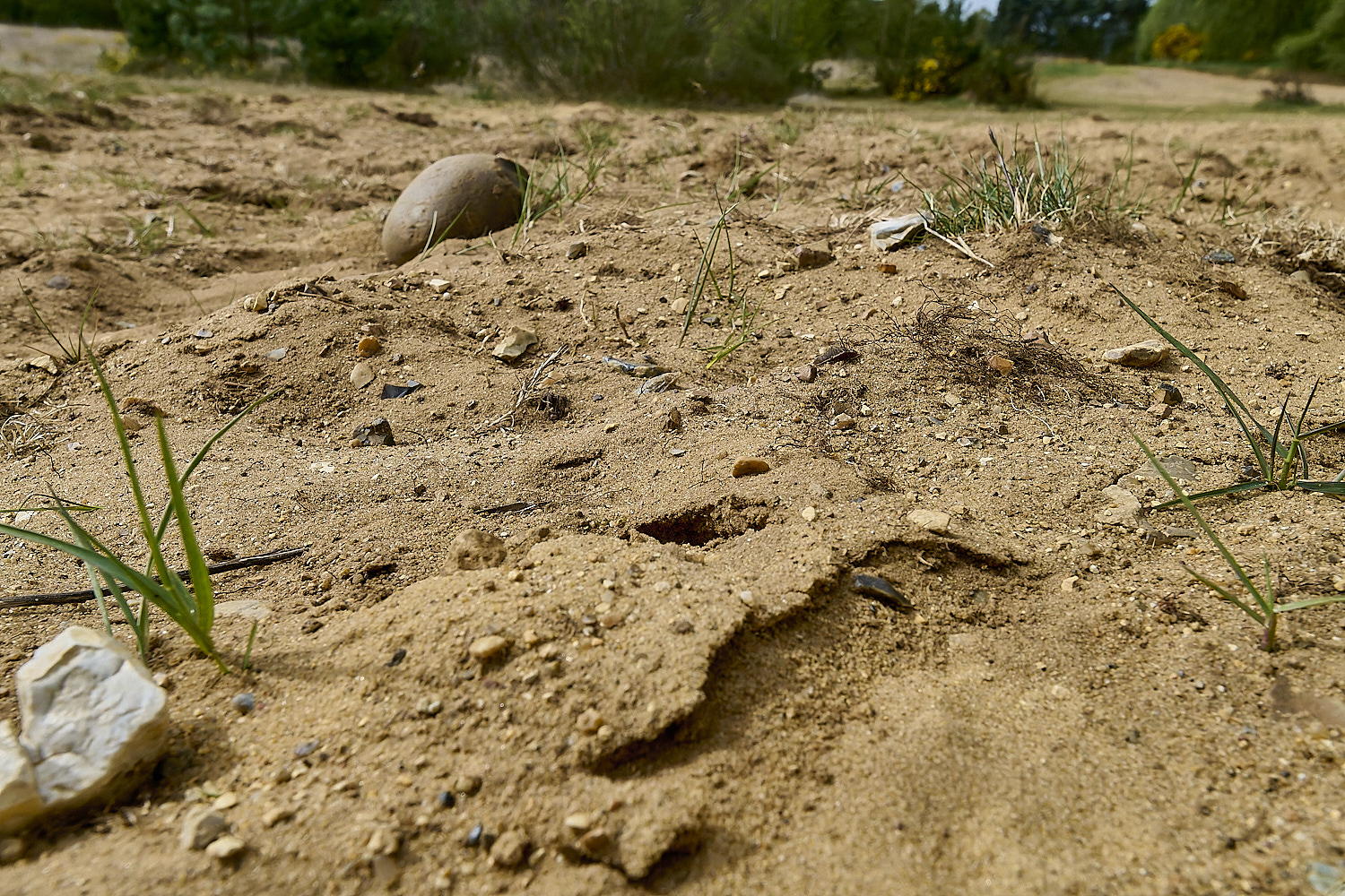 LynfordEarlyColletes190425-13 1