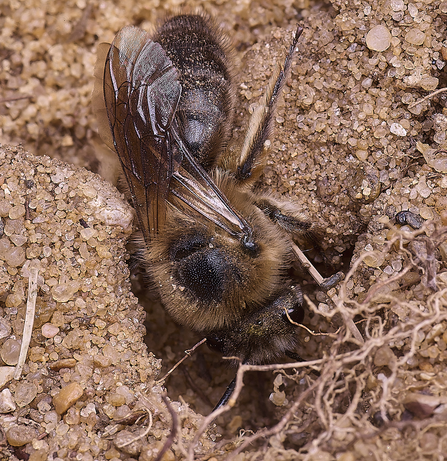 LynfordEarlyColletes190425-3