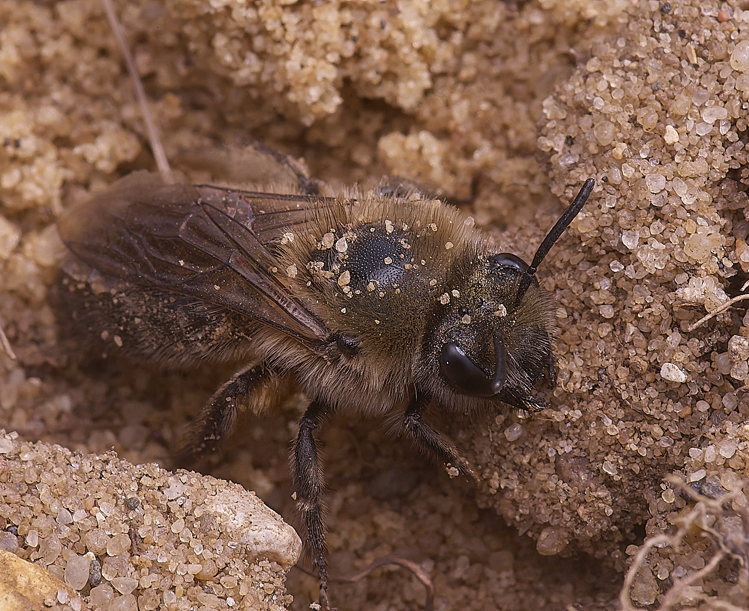 LynfordEarlyColletes190425-4