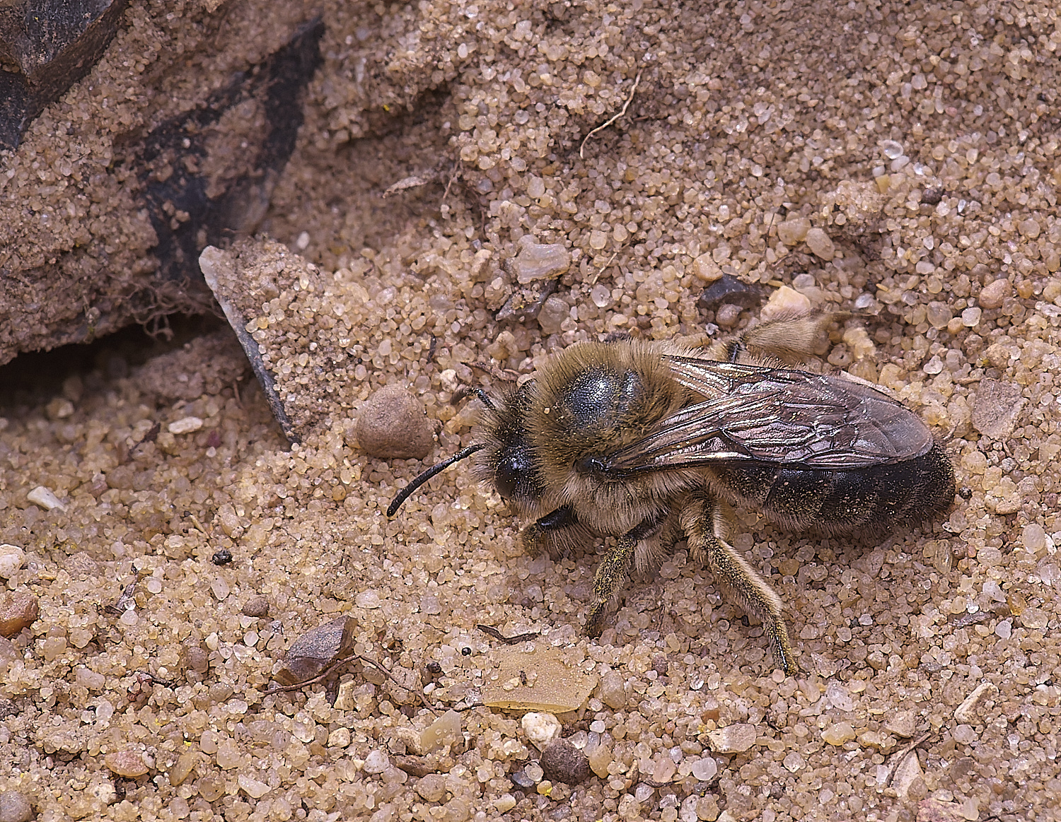 LynfordEarlyColletes190425-5