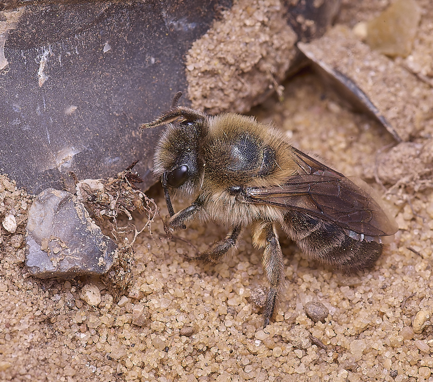 LynfordEarlyColletes190425-6