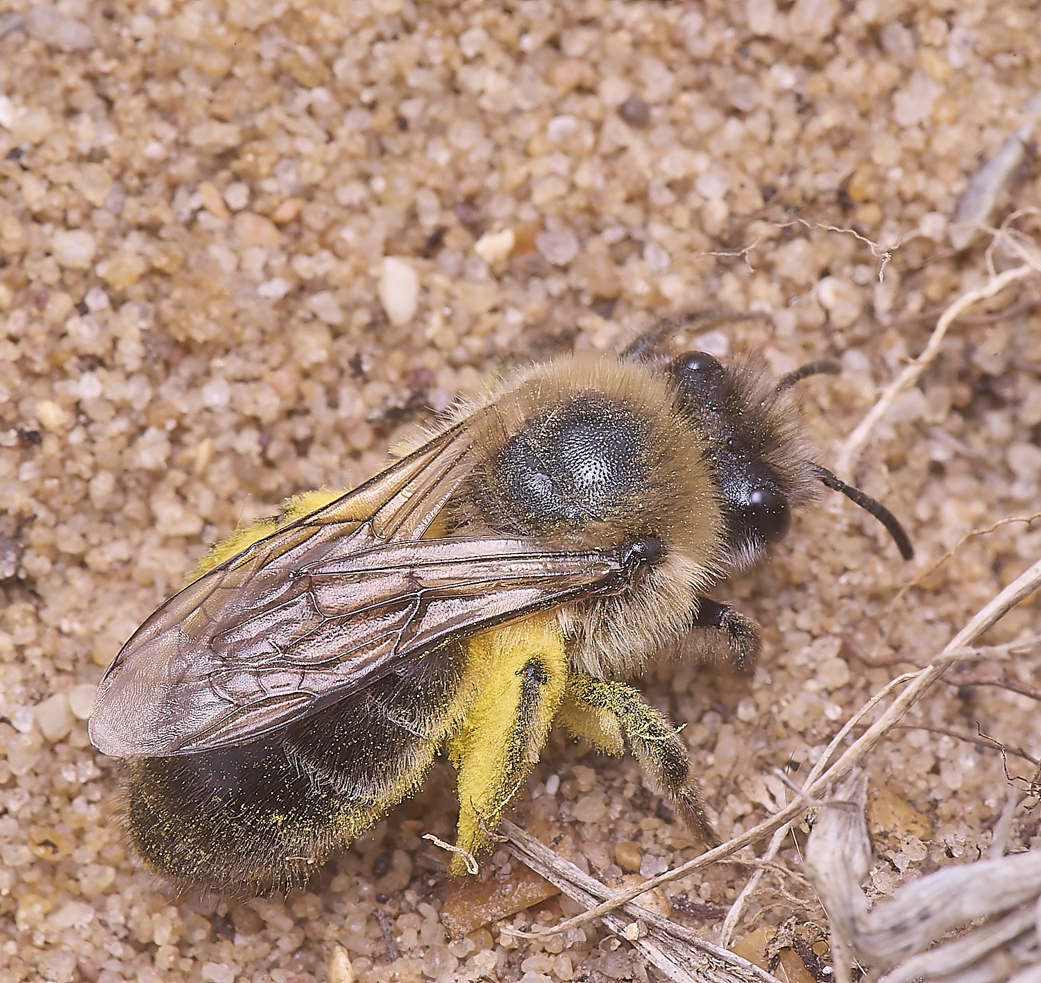LynfordEarlyColletes190425-8