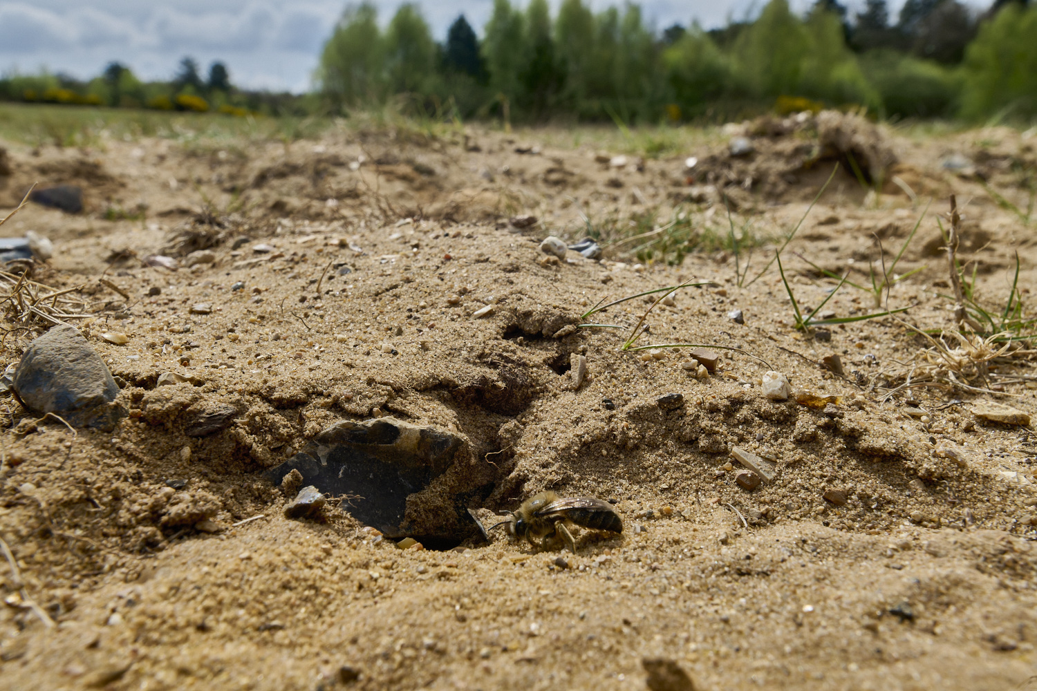 LynfordEarlyColletes190425-9 1