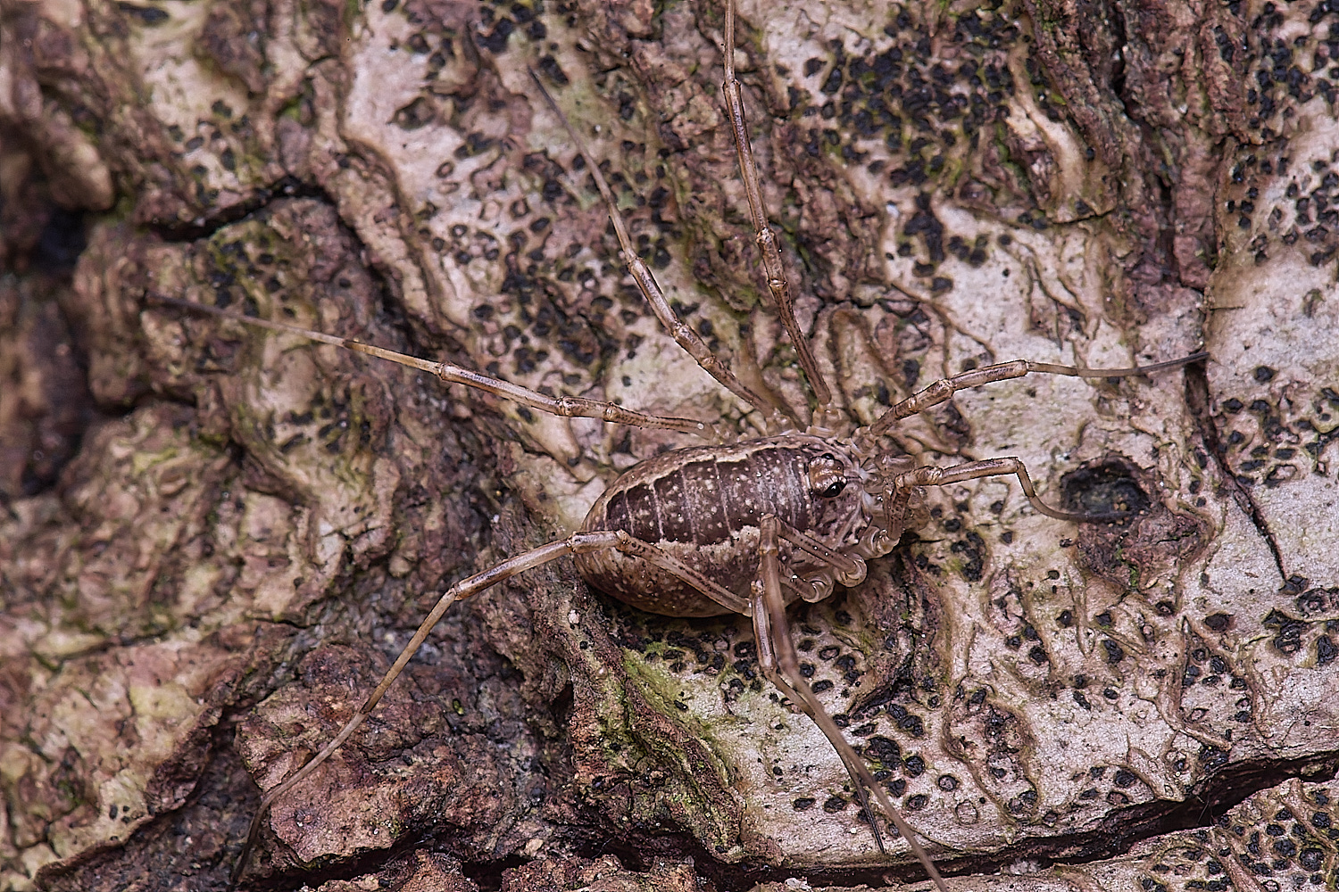 LynfordHarvestmen190425-1