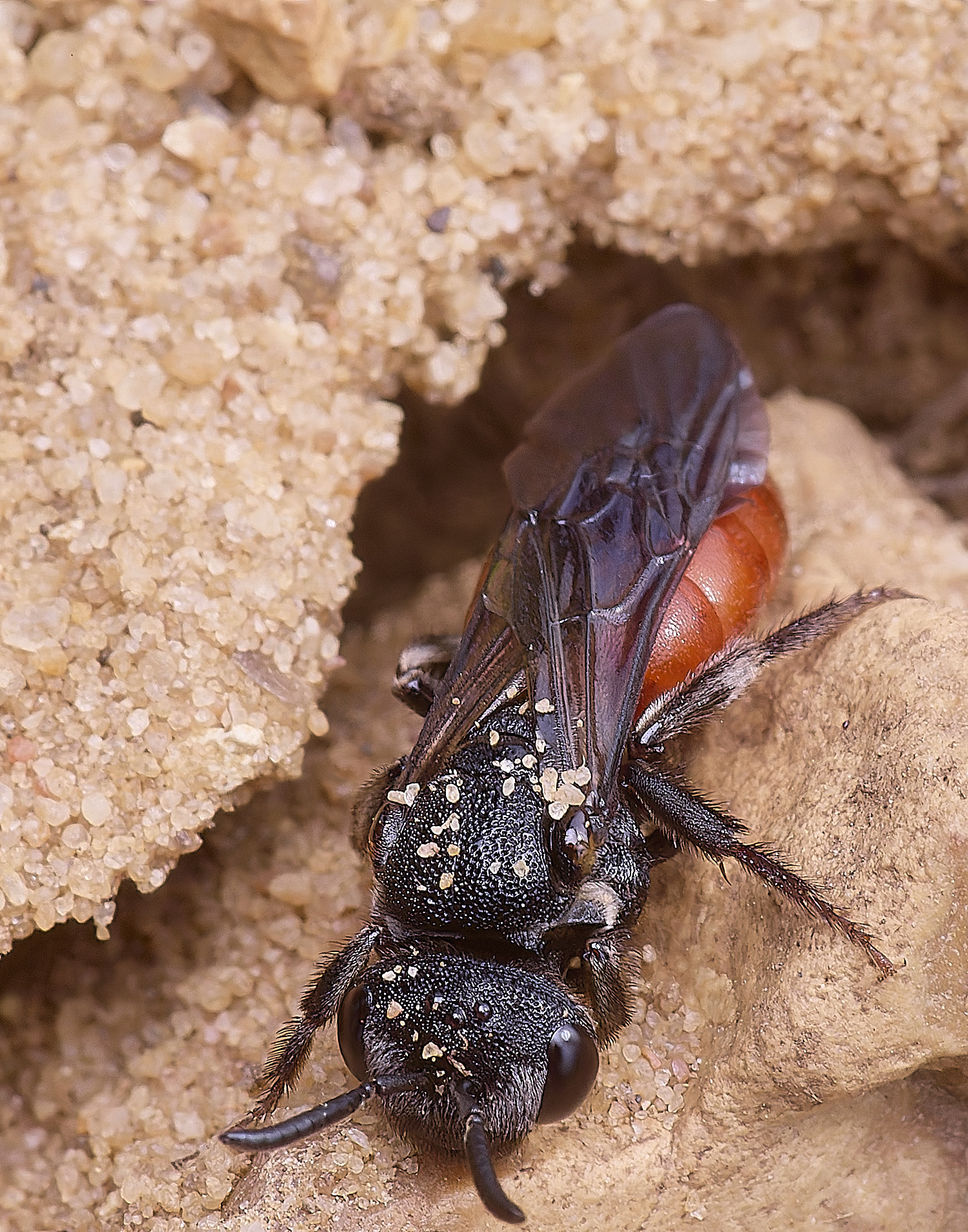 LynfordSalbilabris190425-1