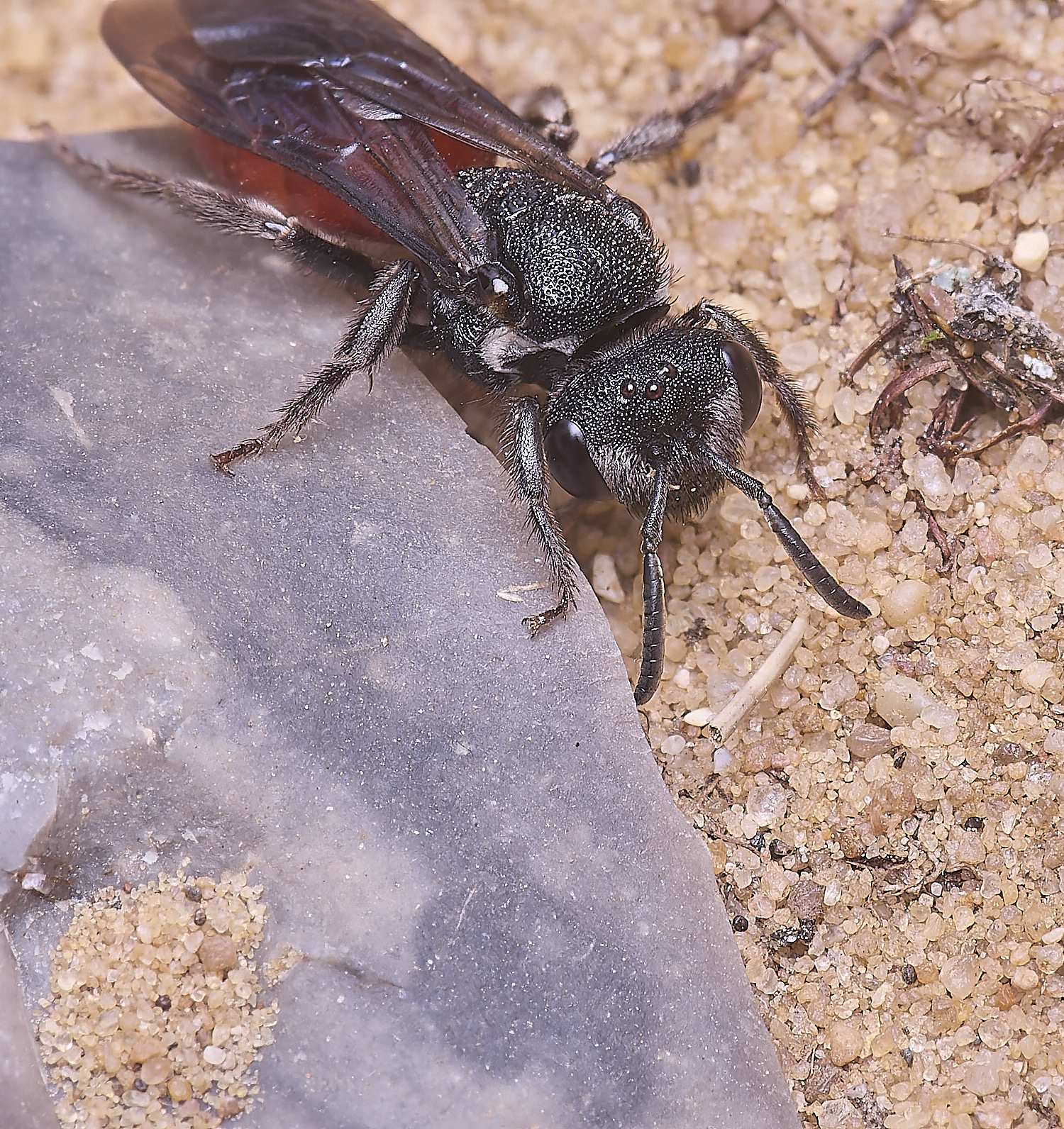 LynfordSalbilabris190425-10