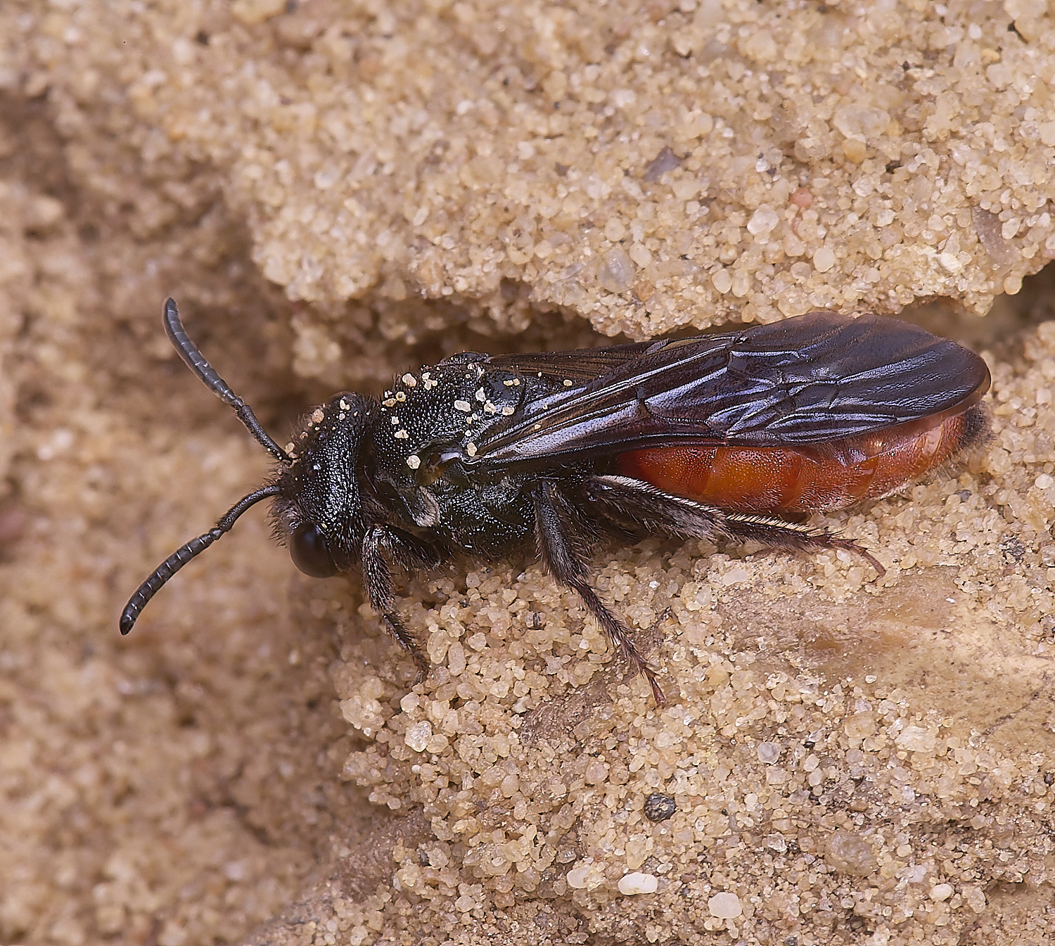 LynfordSalbilabris190425-2