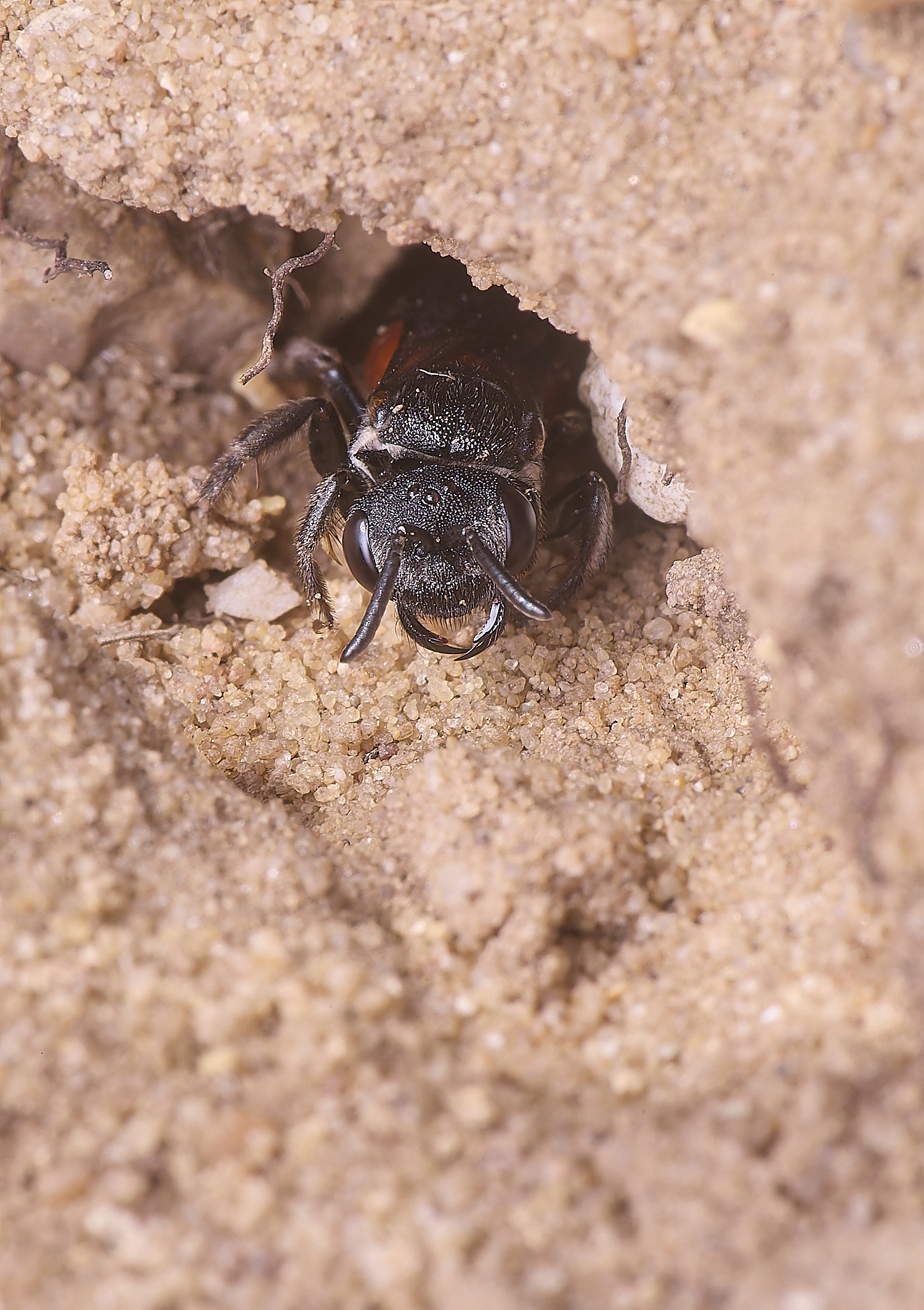 LynfordSalbilabris190425-3