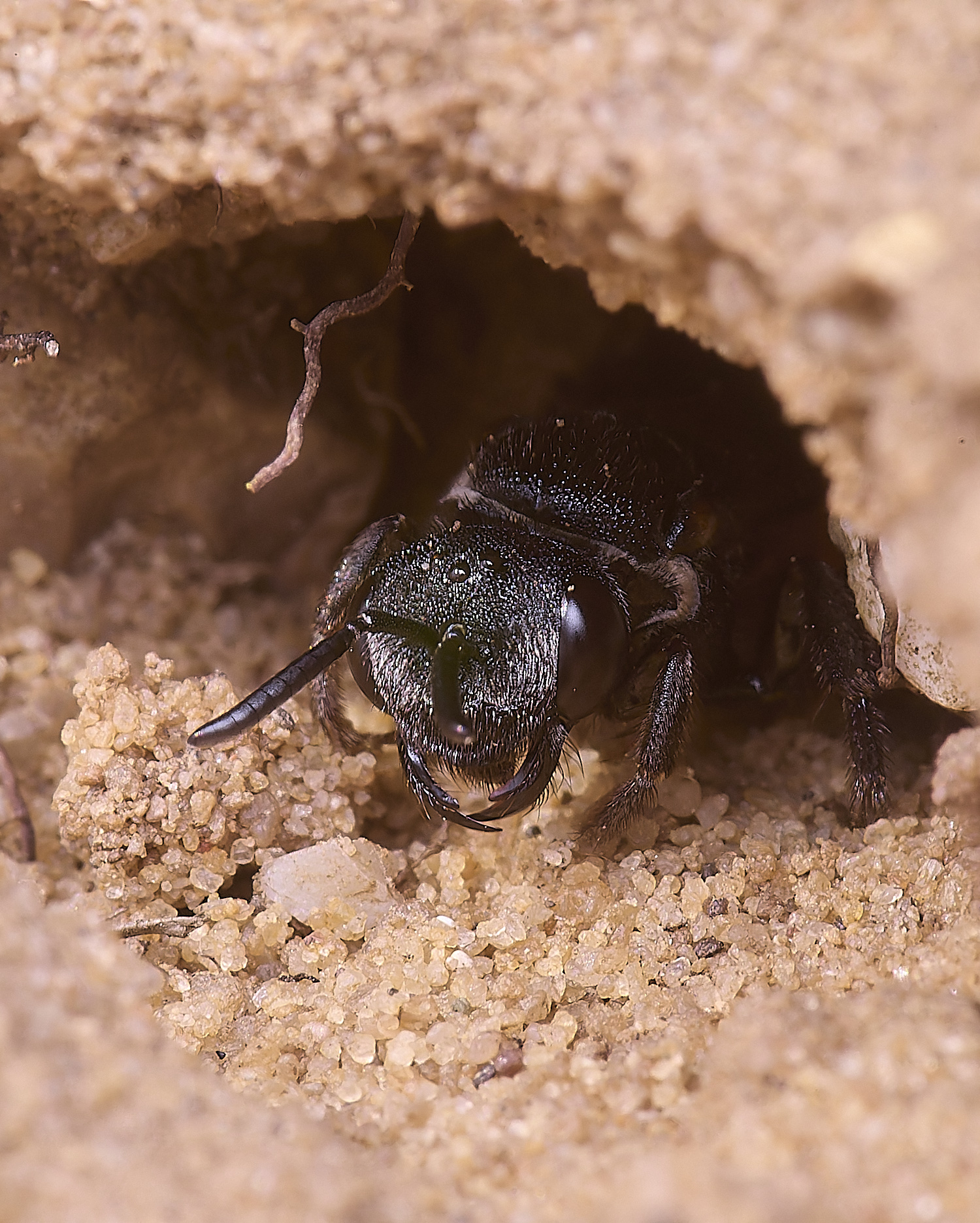 LynfordSalbilabris190425-4