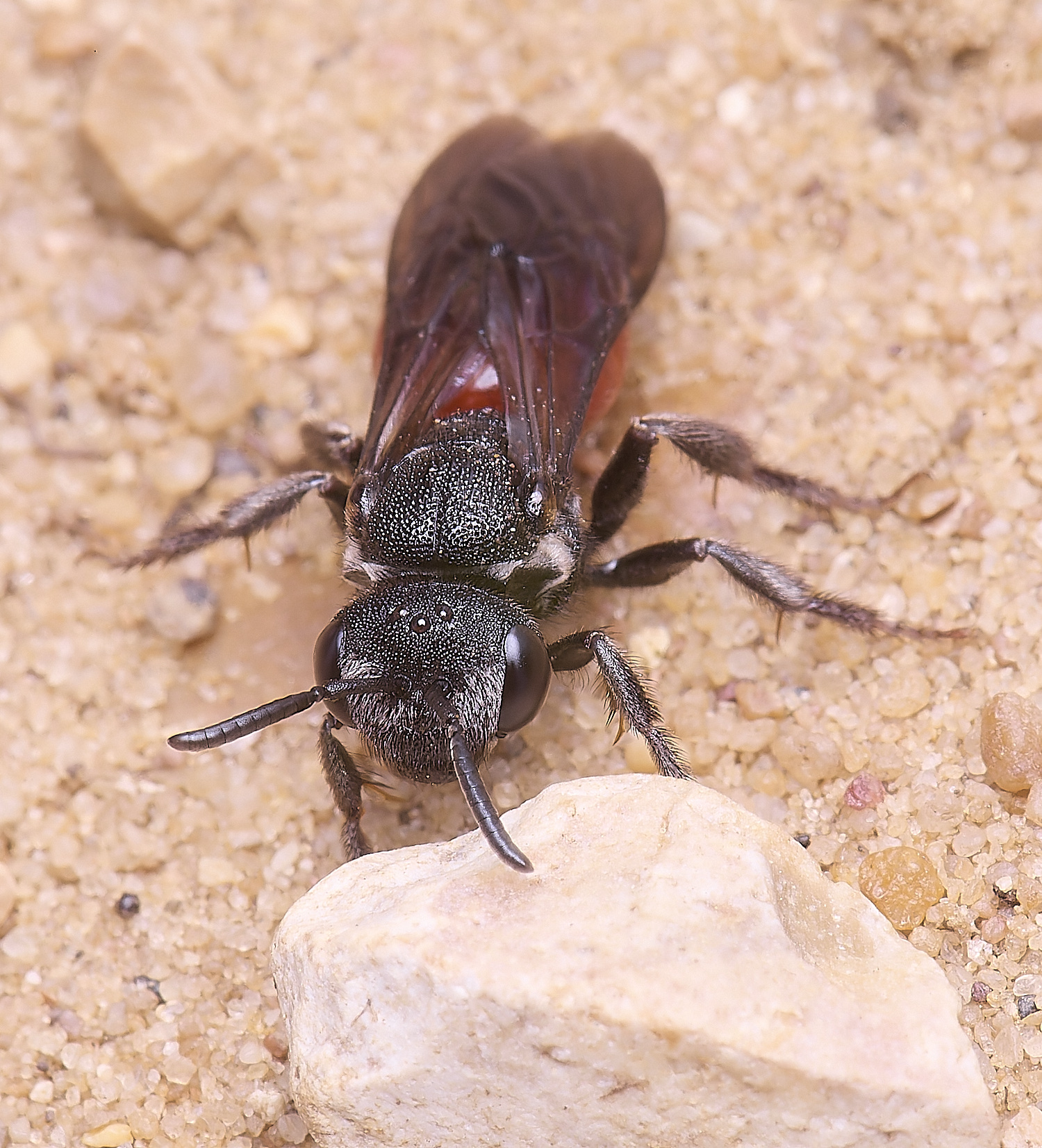 LynfordSalbilabris190425-5