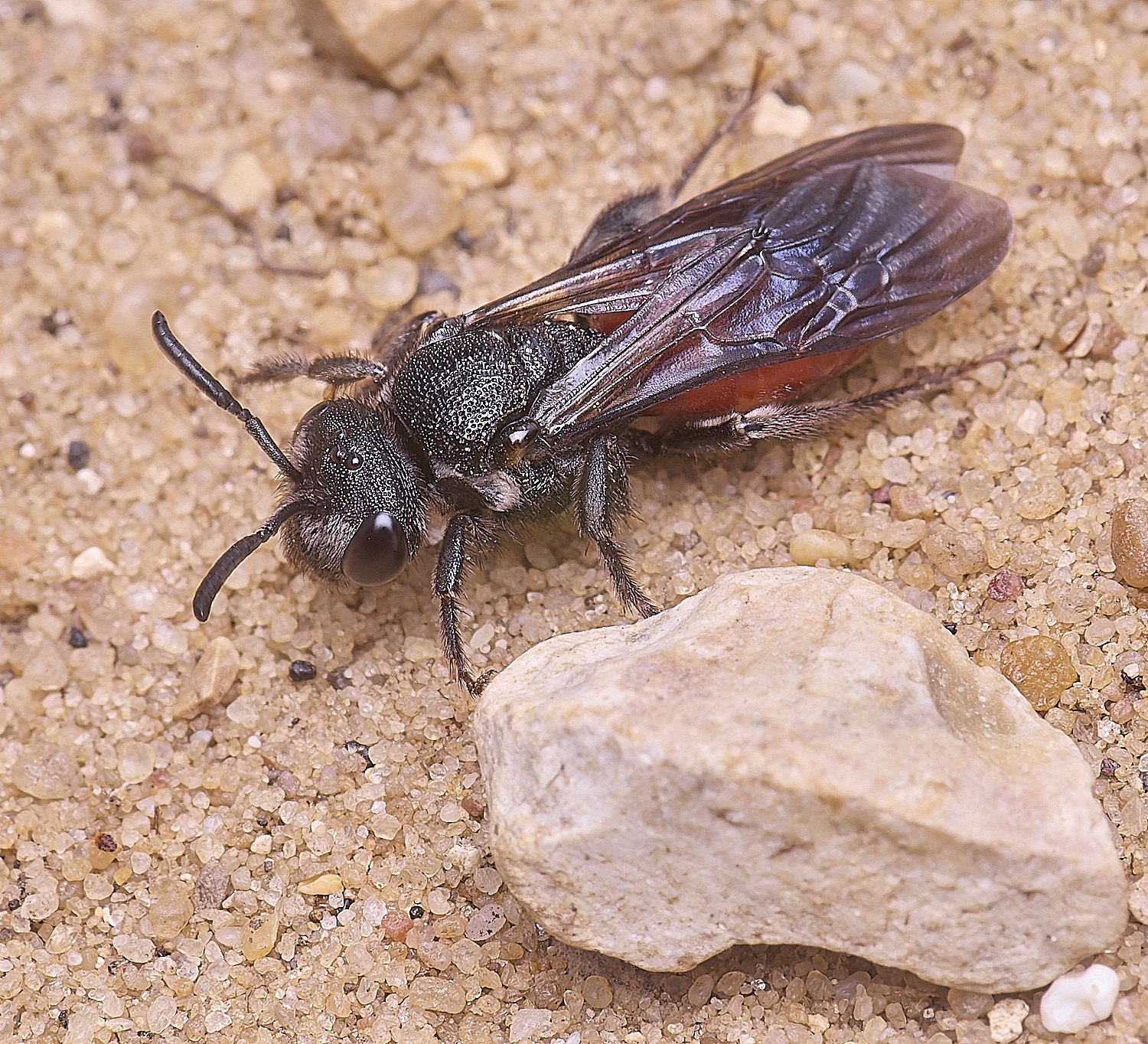 LynfordSalbilabris190425-6