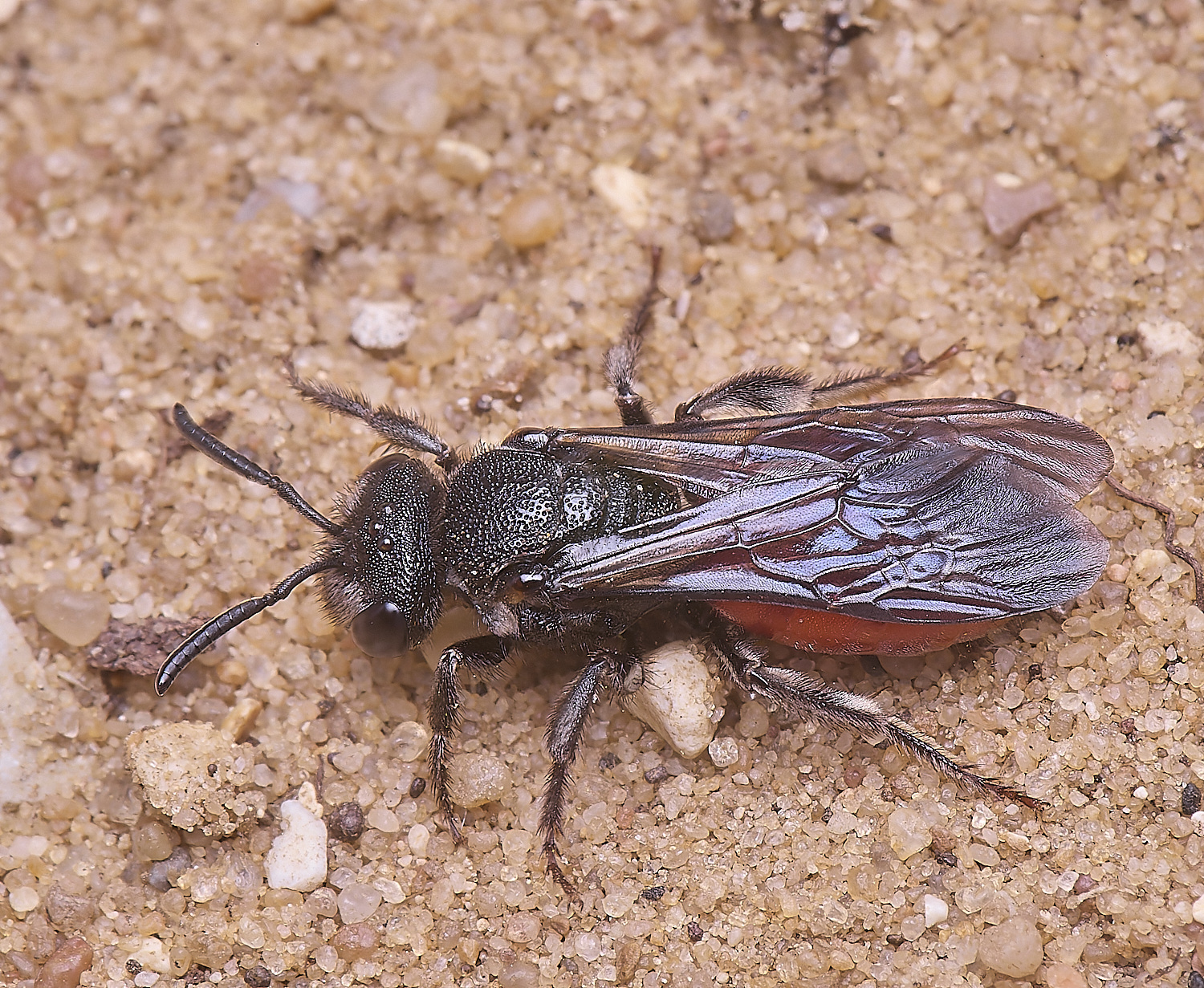 LynfordSalbilabris190425-7