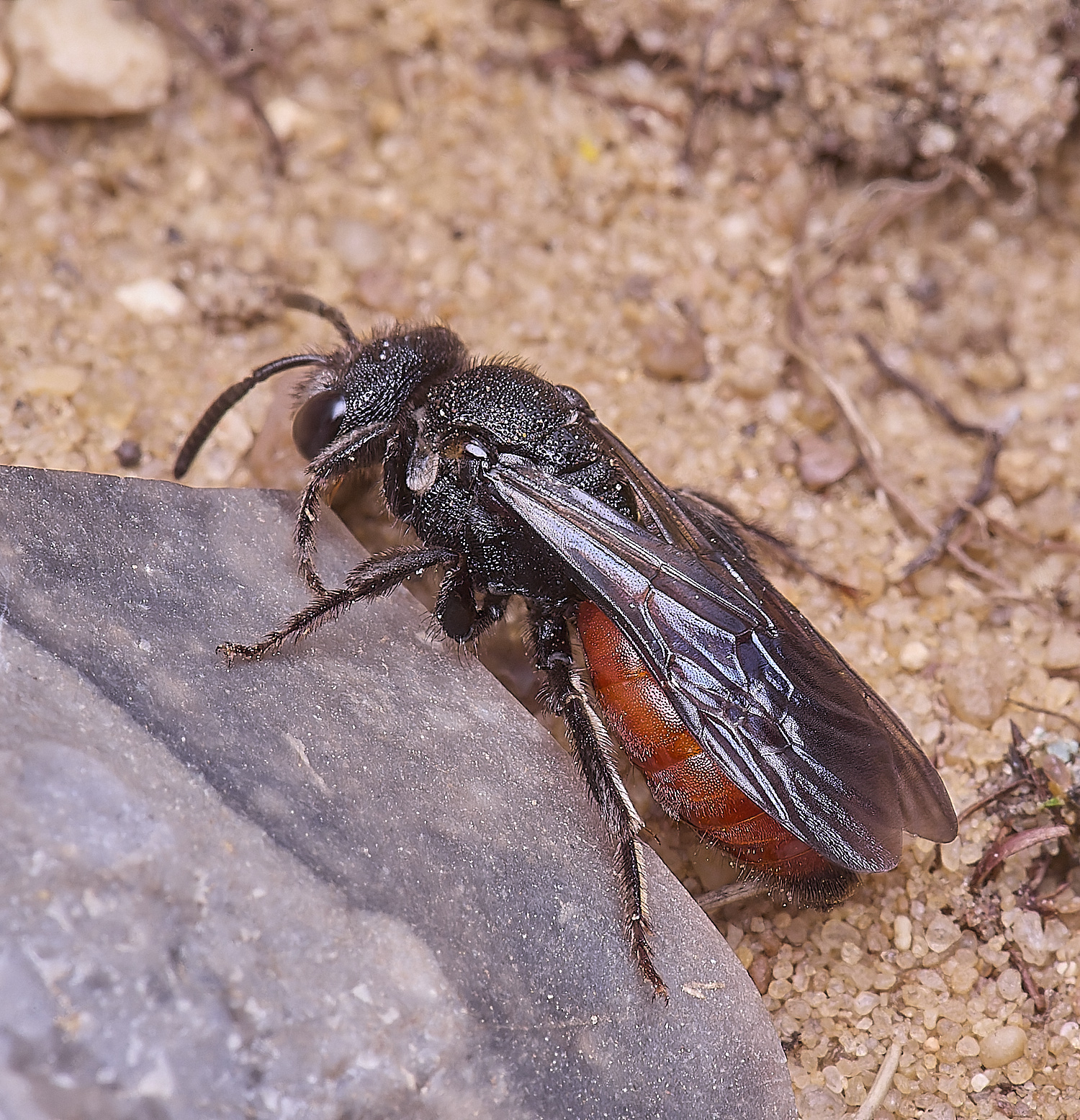 LynfordSalbilabris190425-8