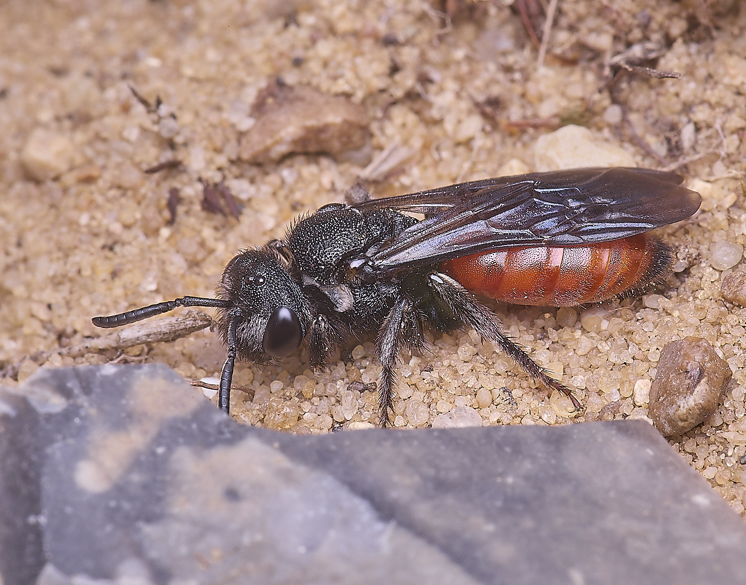 LynfordSalbilabris190425-9