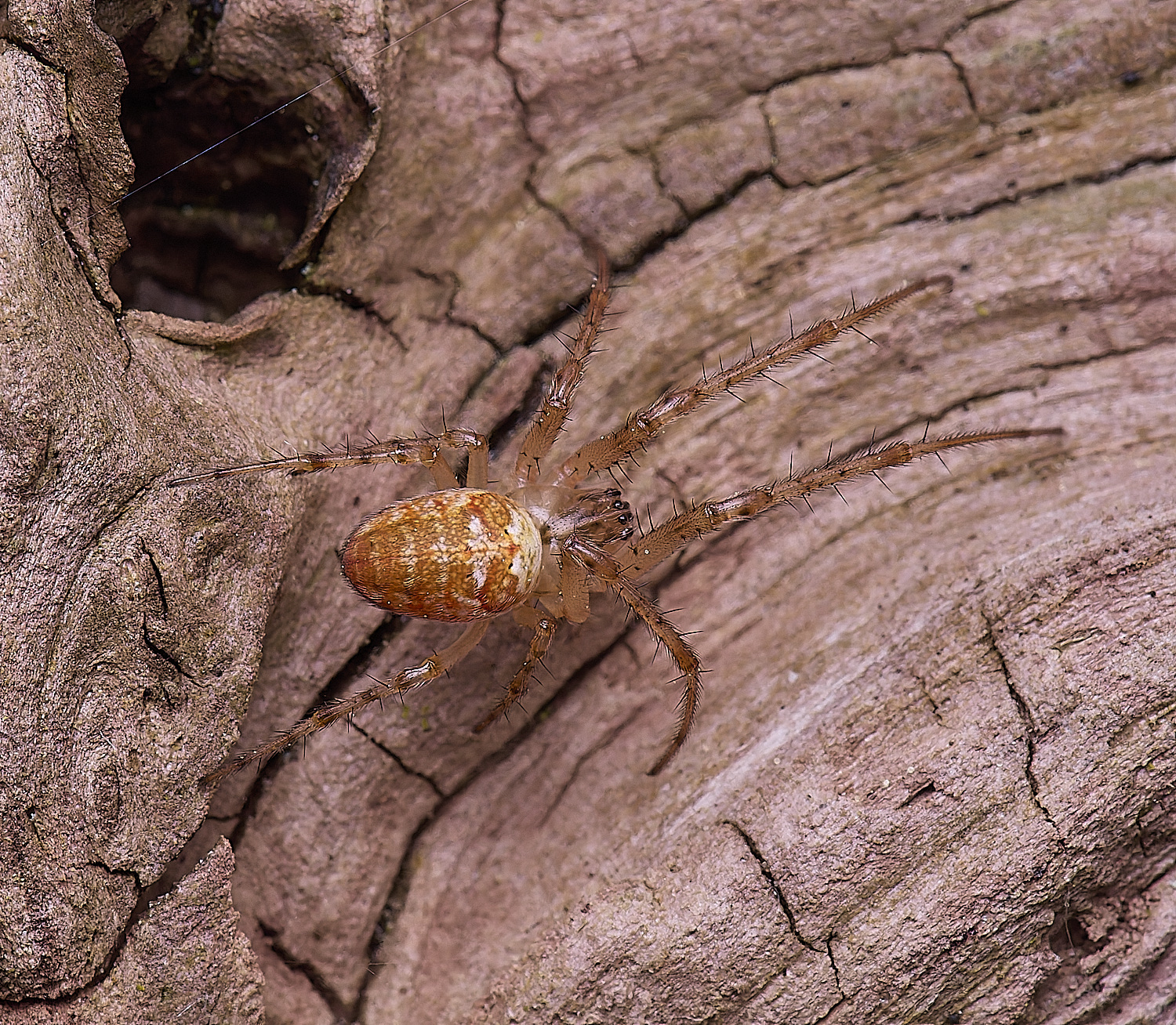 LynfordSpider190425-1