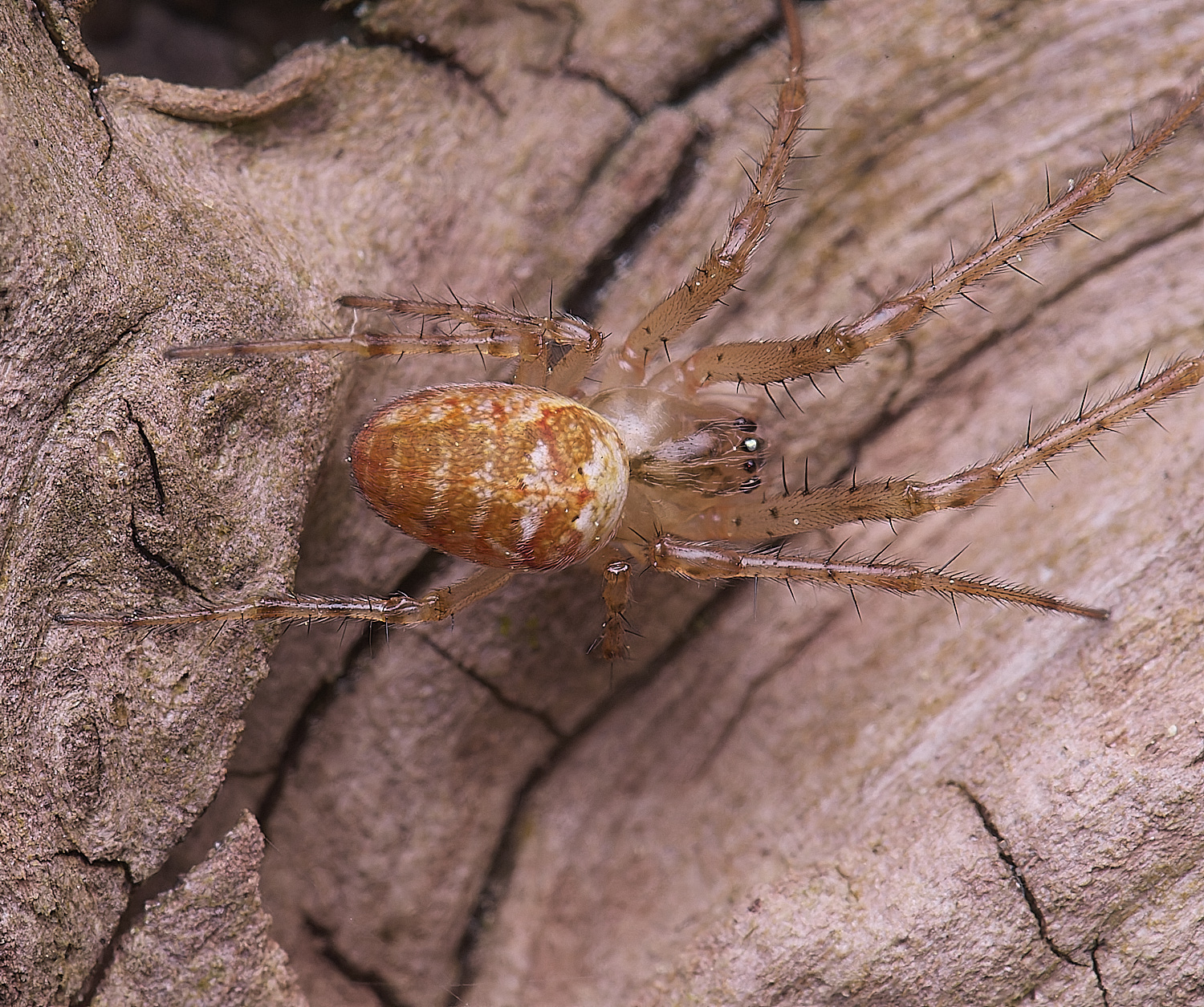 LynfordSpider190425-2