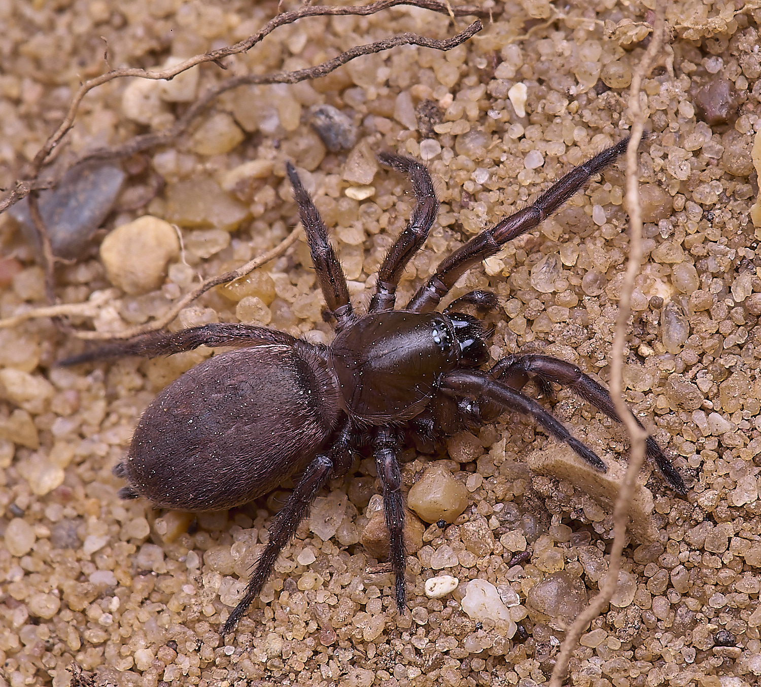 LynfordSpider2190425-1