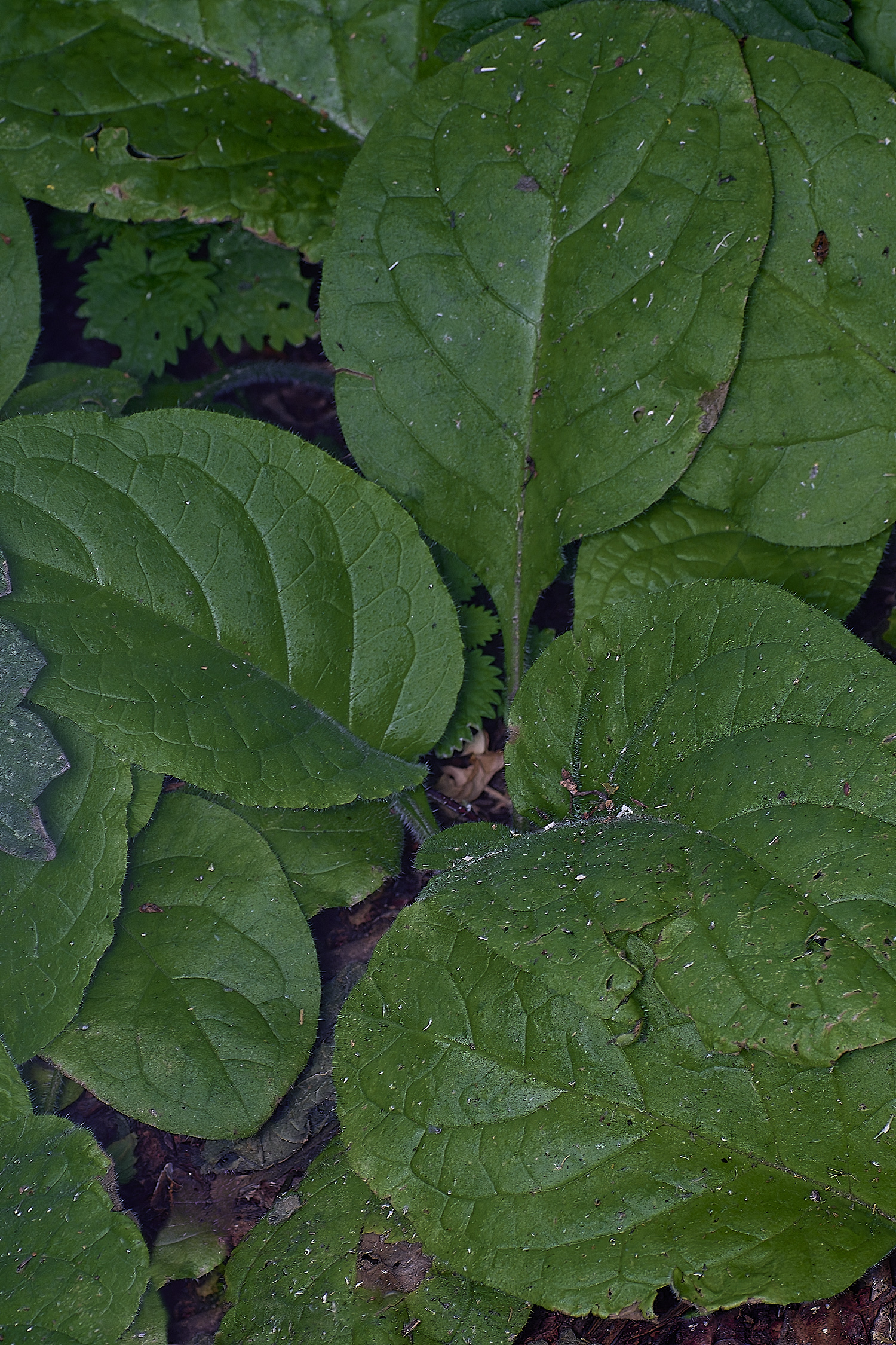 MarshamHeath280625-1-NEF-