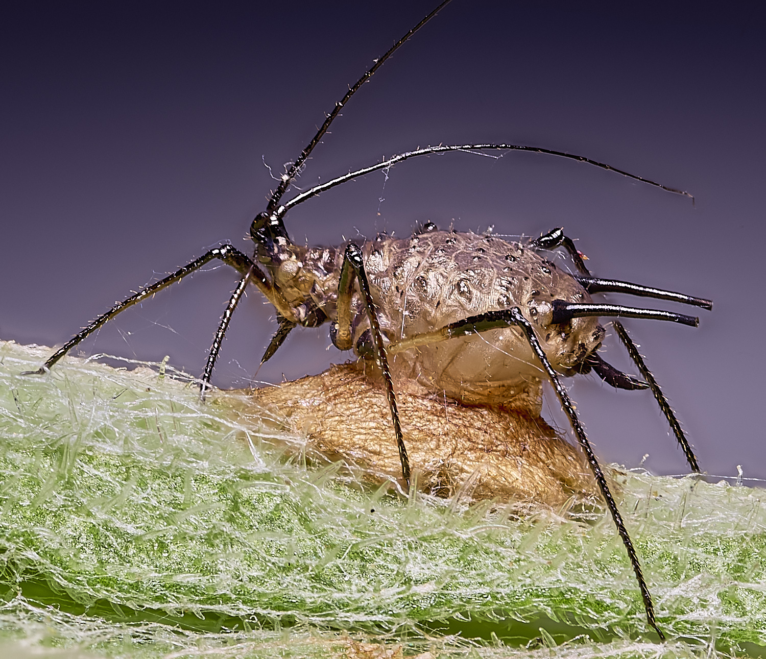 MarshamHeathAphidParasatism280625-1