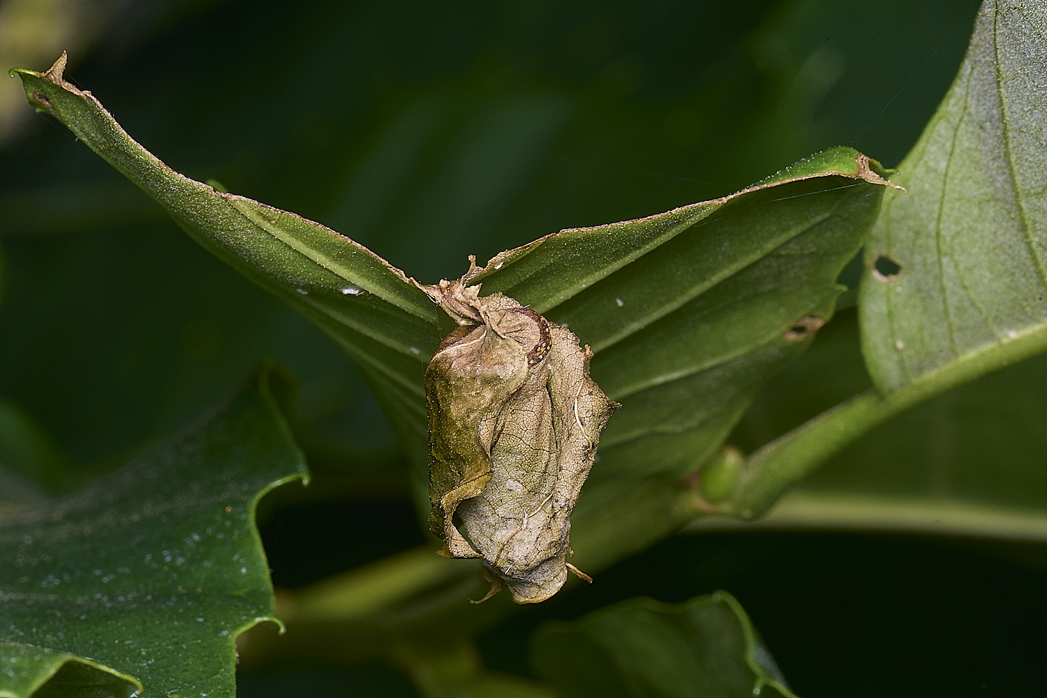 MarshamHeathChestnutGall280625-2