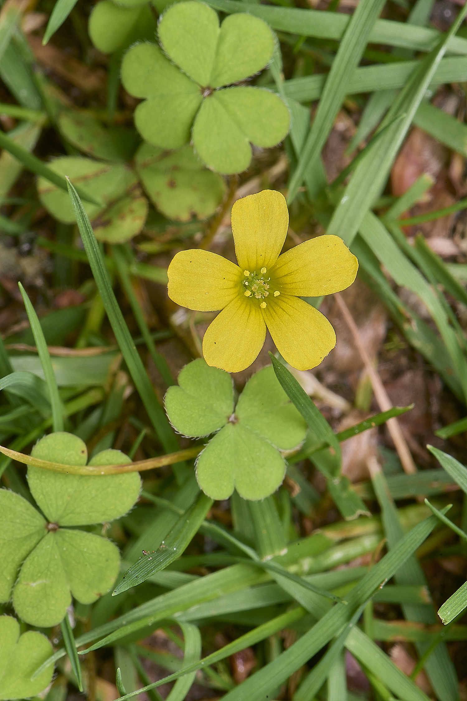 MarshamHeathOxaliscorniculata280625-1-NEF-